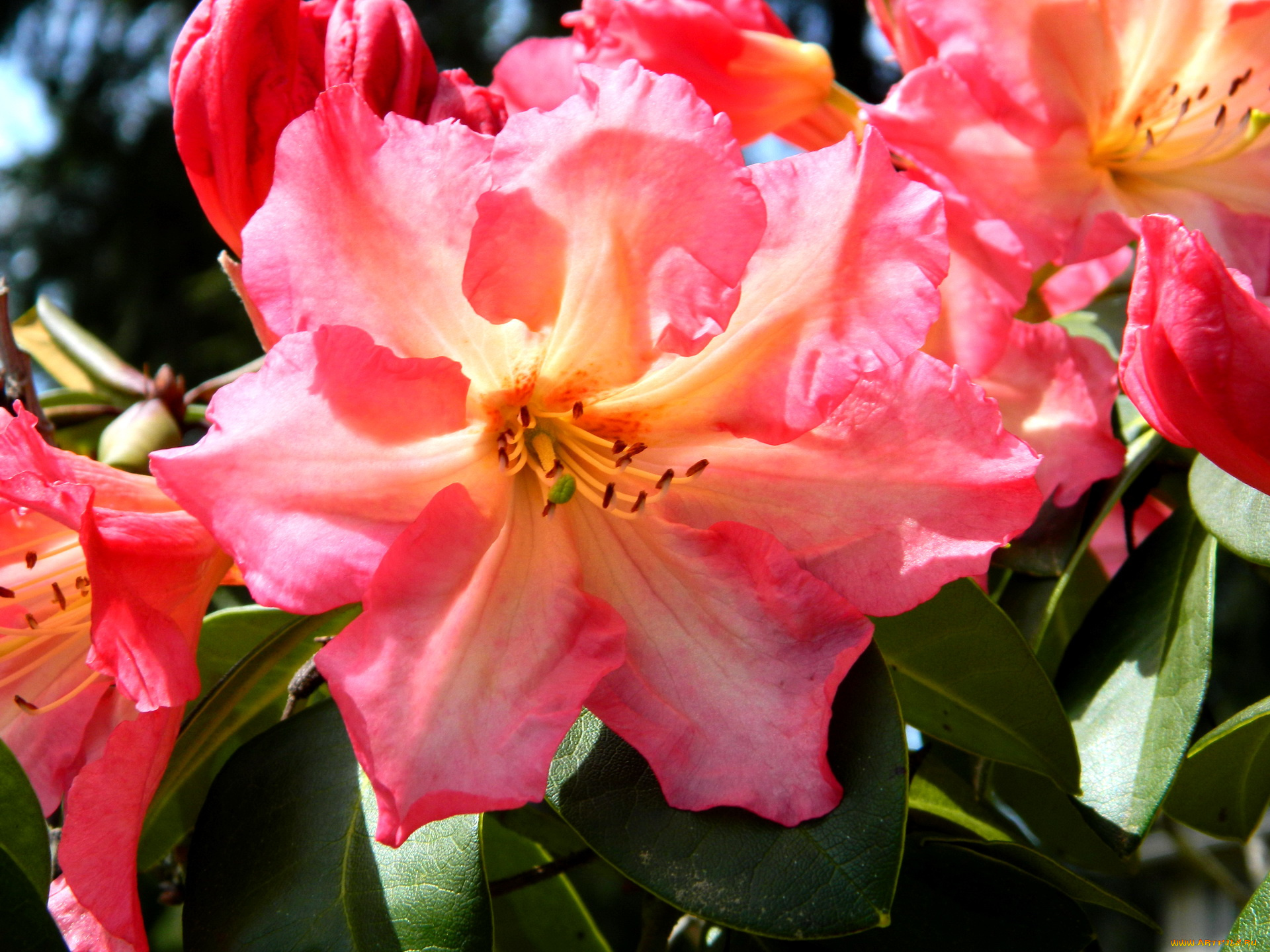 цветы, рододендроны, азалии, азалия