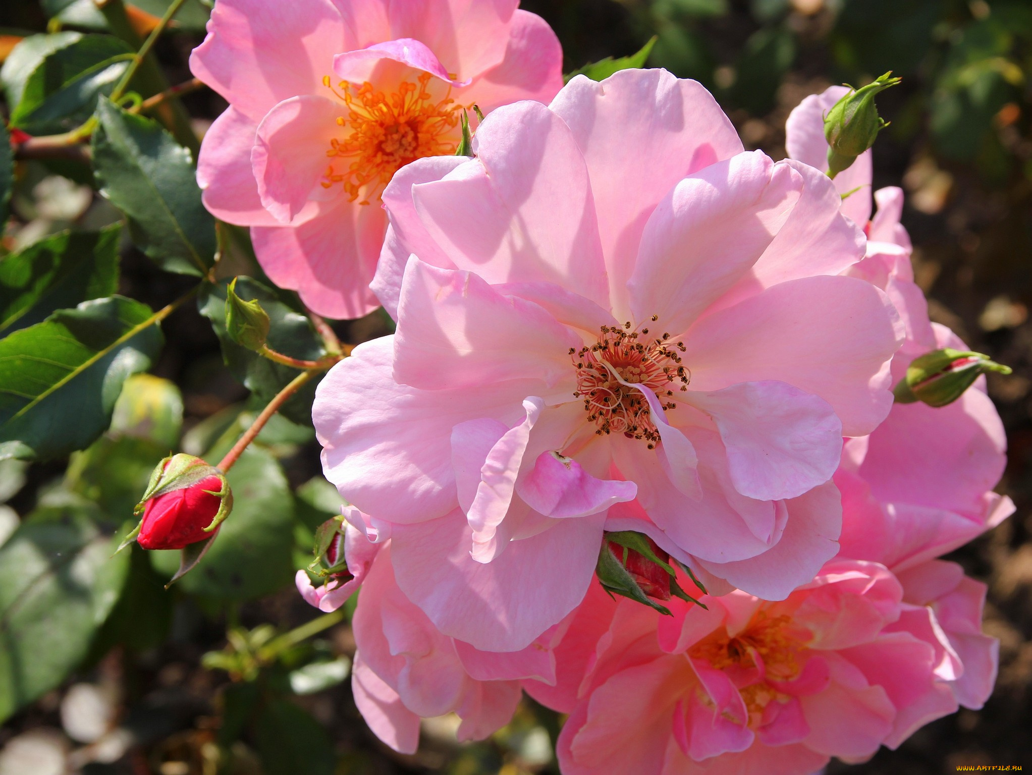 цветы, розы, розовый