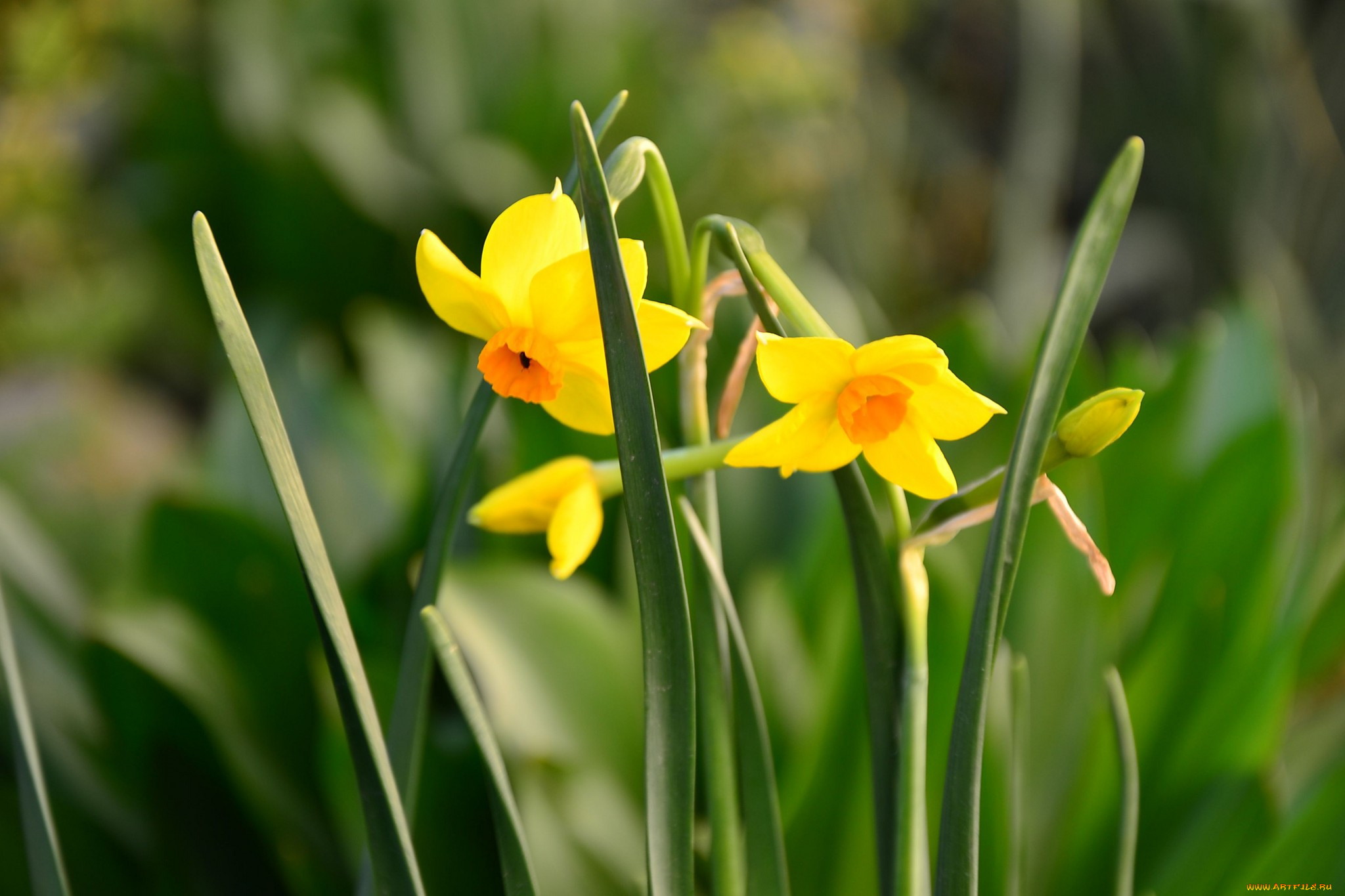 цветы, нарциссы, желтый
