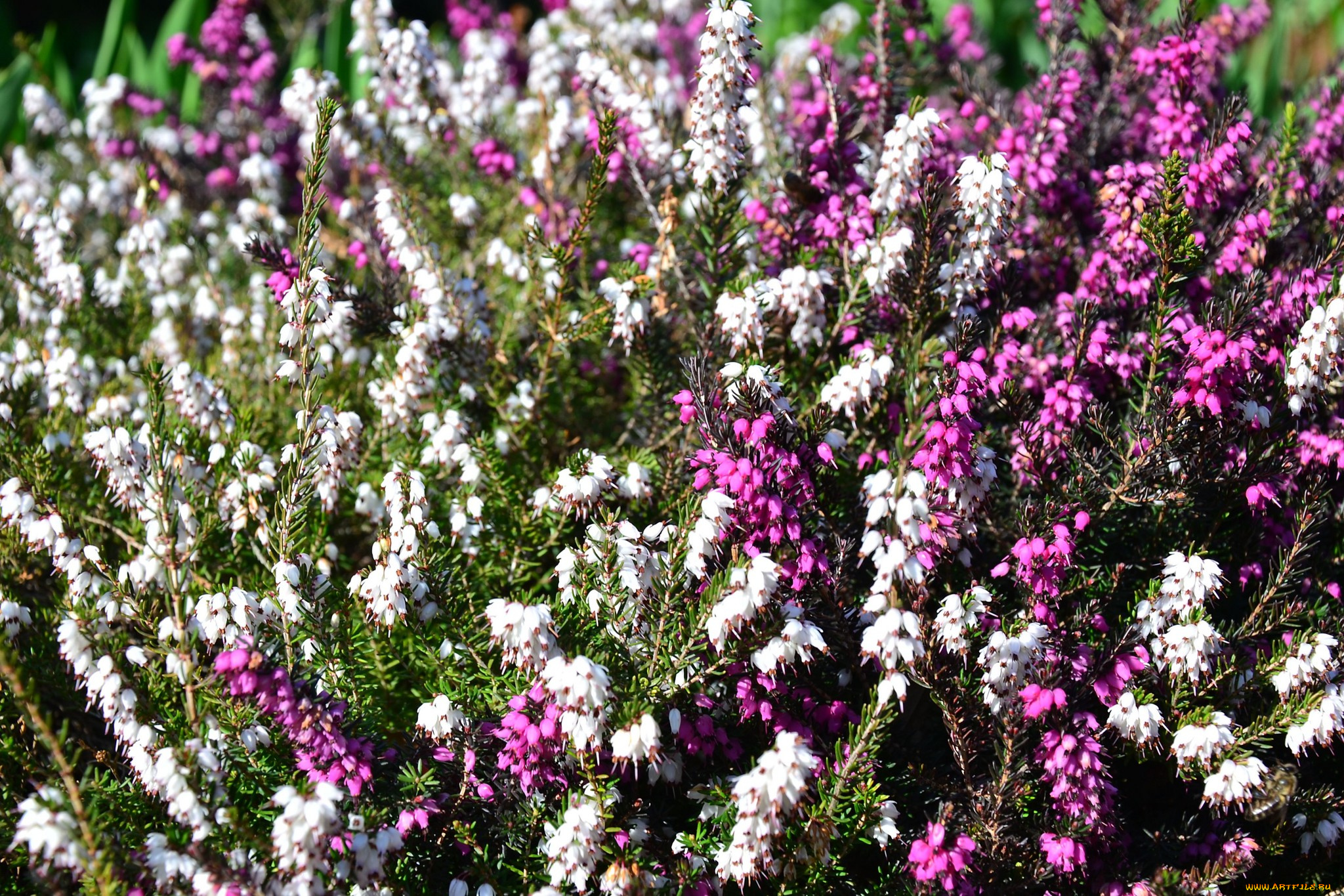 цветы, вереск, эрики, розовый, белый