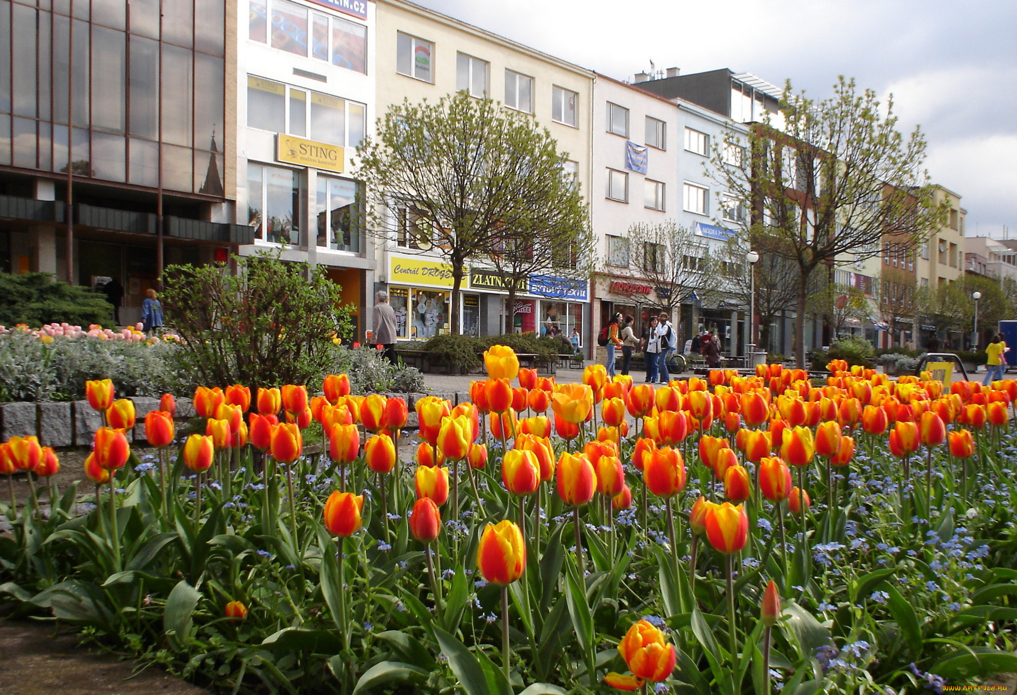 цветы, тюльпаны, много