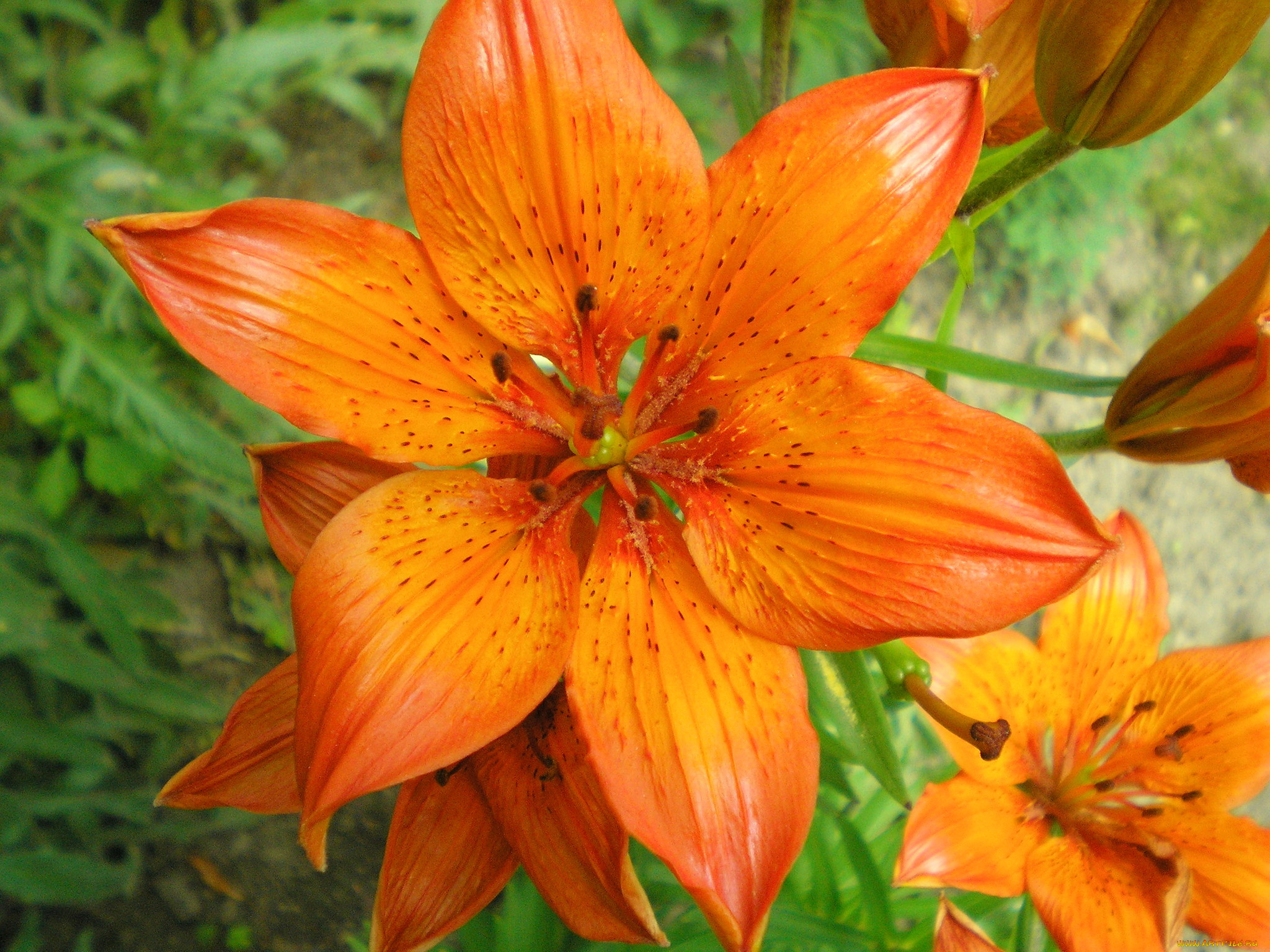 цветы, лилии, лилейники, лепестки