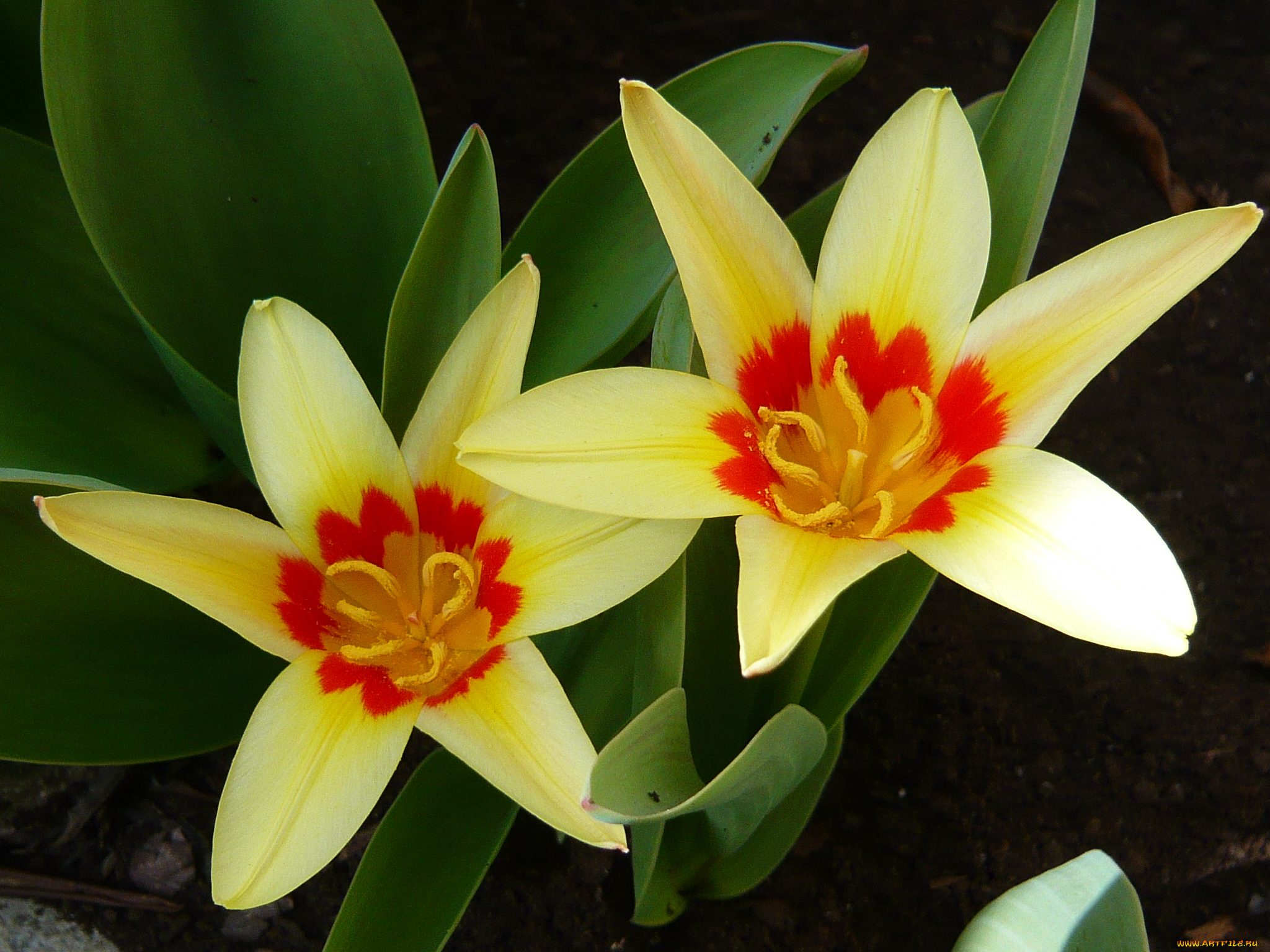 цветы, тюльпаны, лепестки