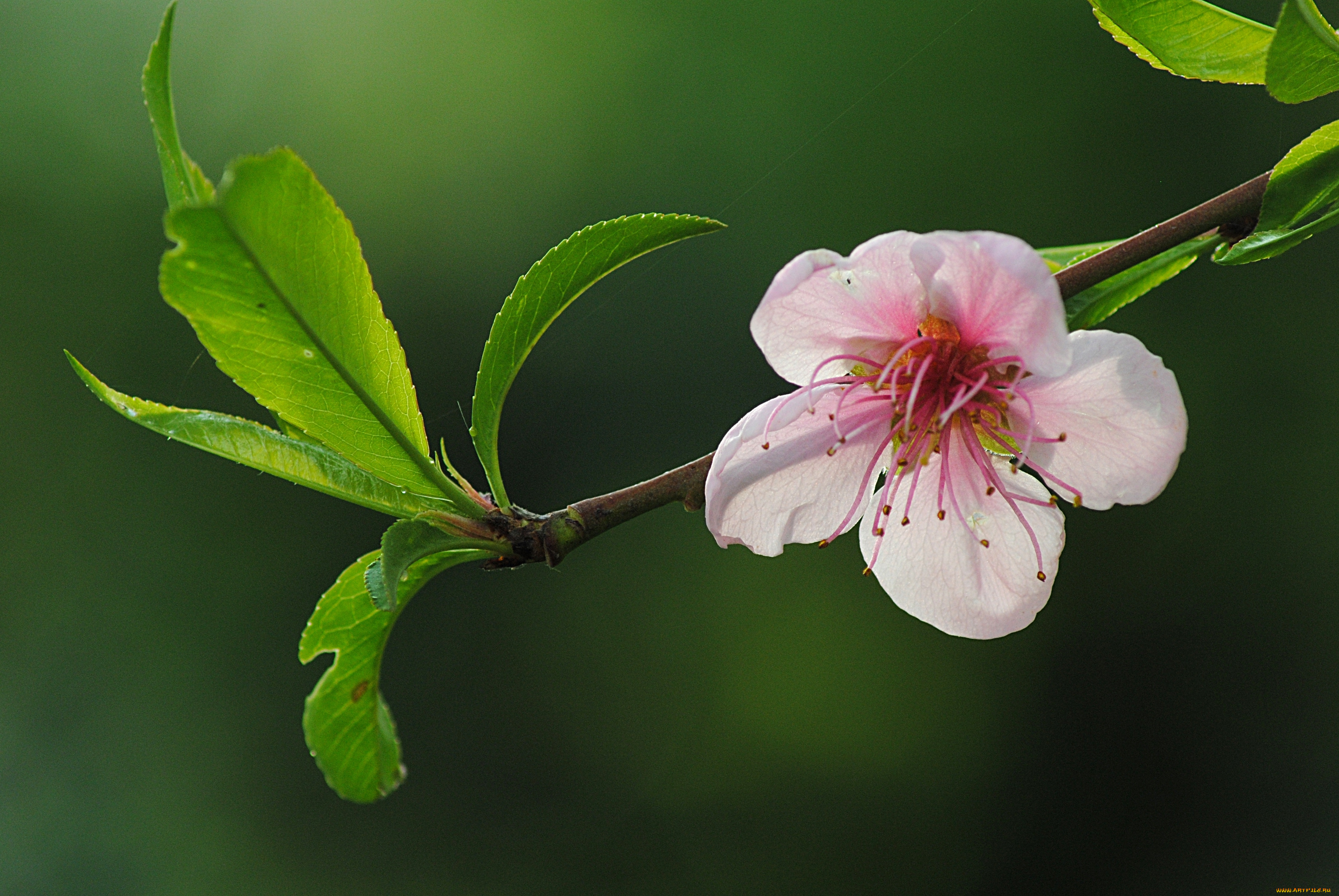 цветы, цветущие, деревья, кустарники, листья, цветок, ветка