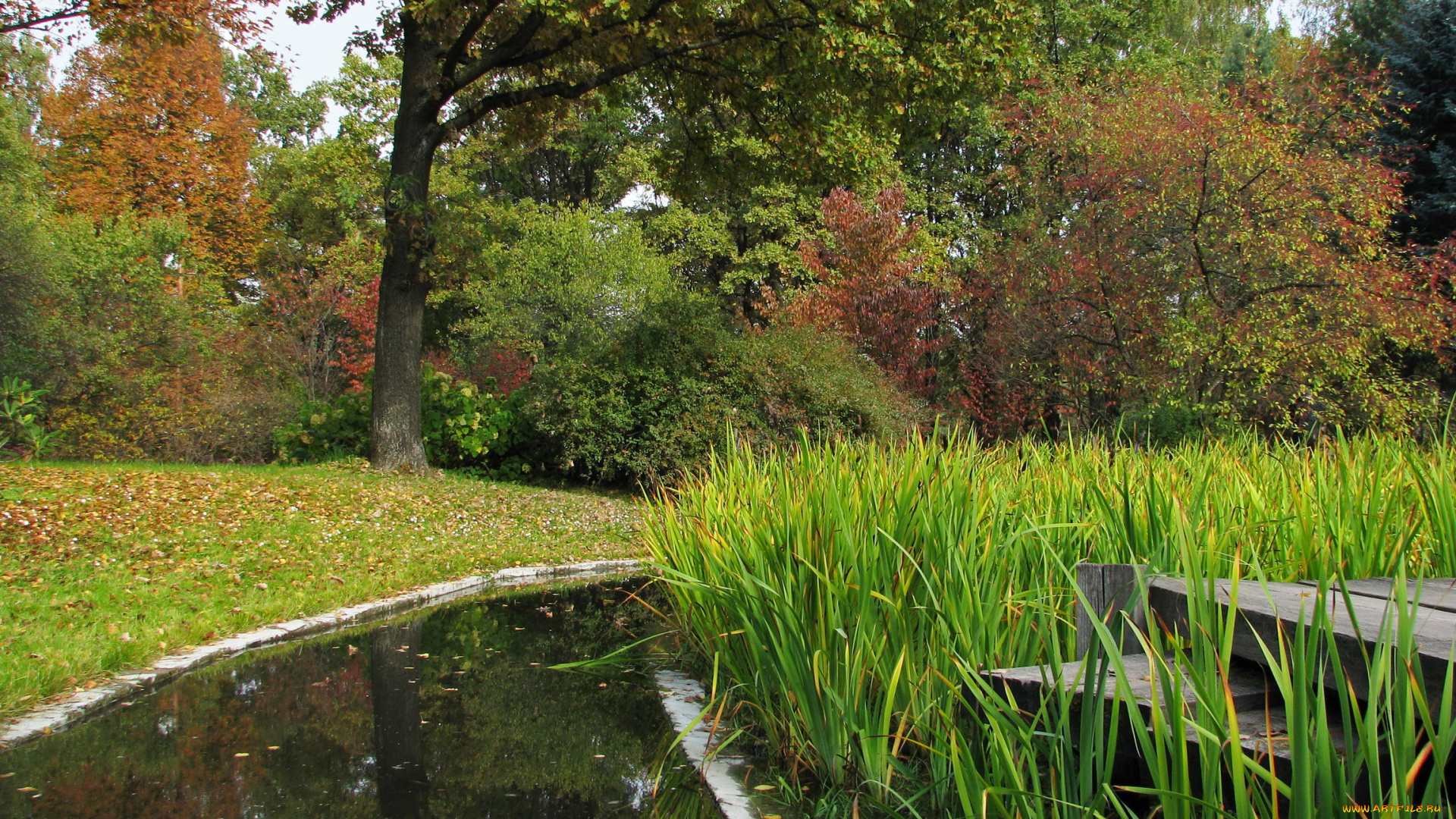 ботанический, сад, москва, природа, парк, пруд, растения