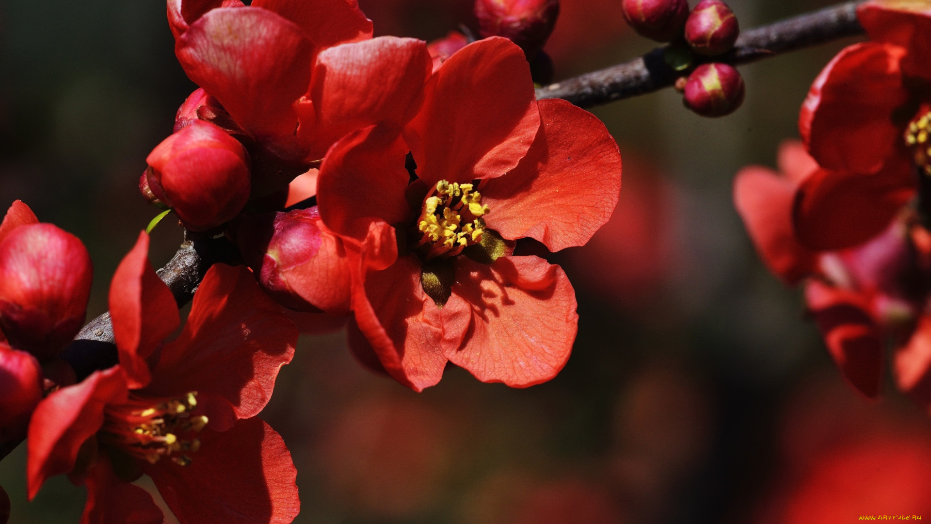 цветы, айва, ветка