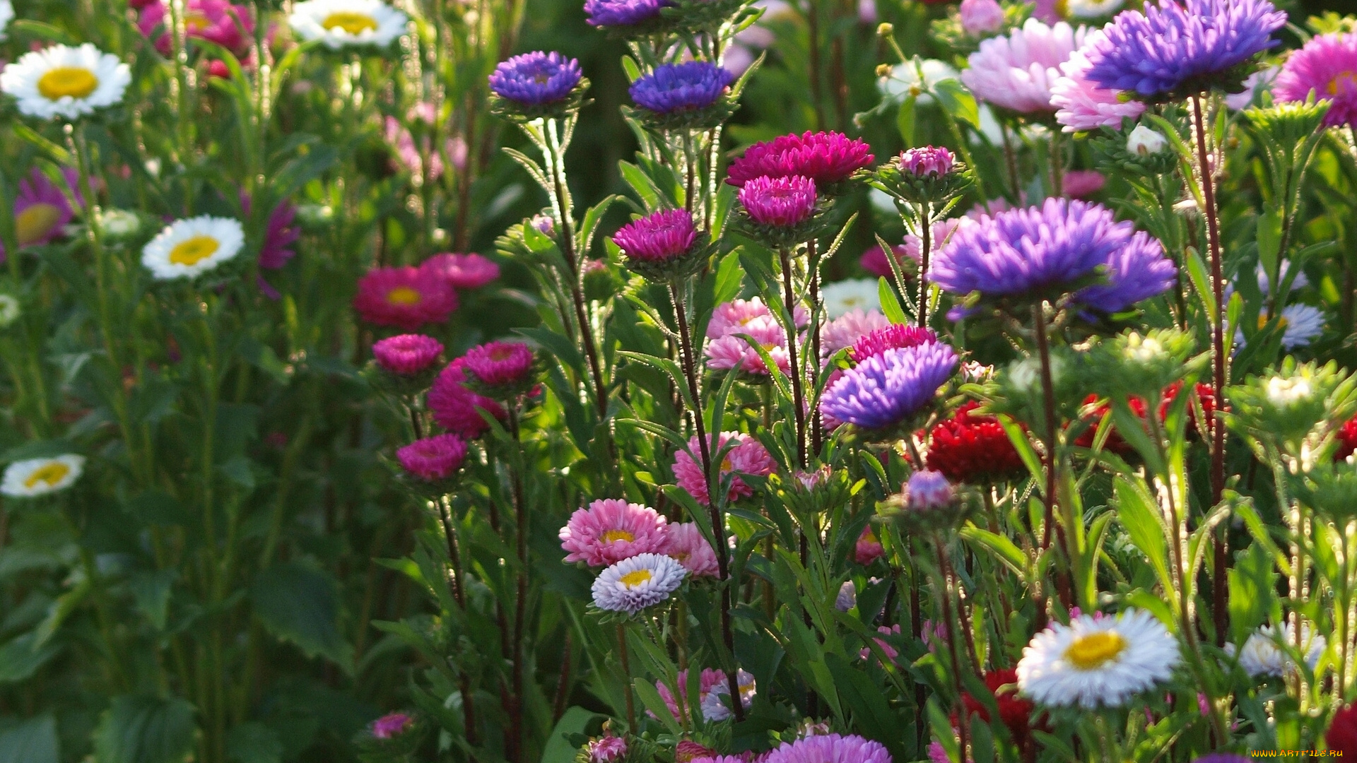 цветы, астры, разноцветные