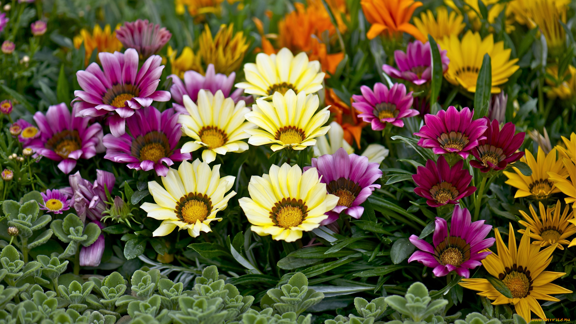 цветы, газания, разноцветный