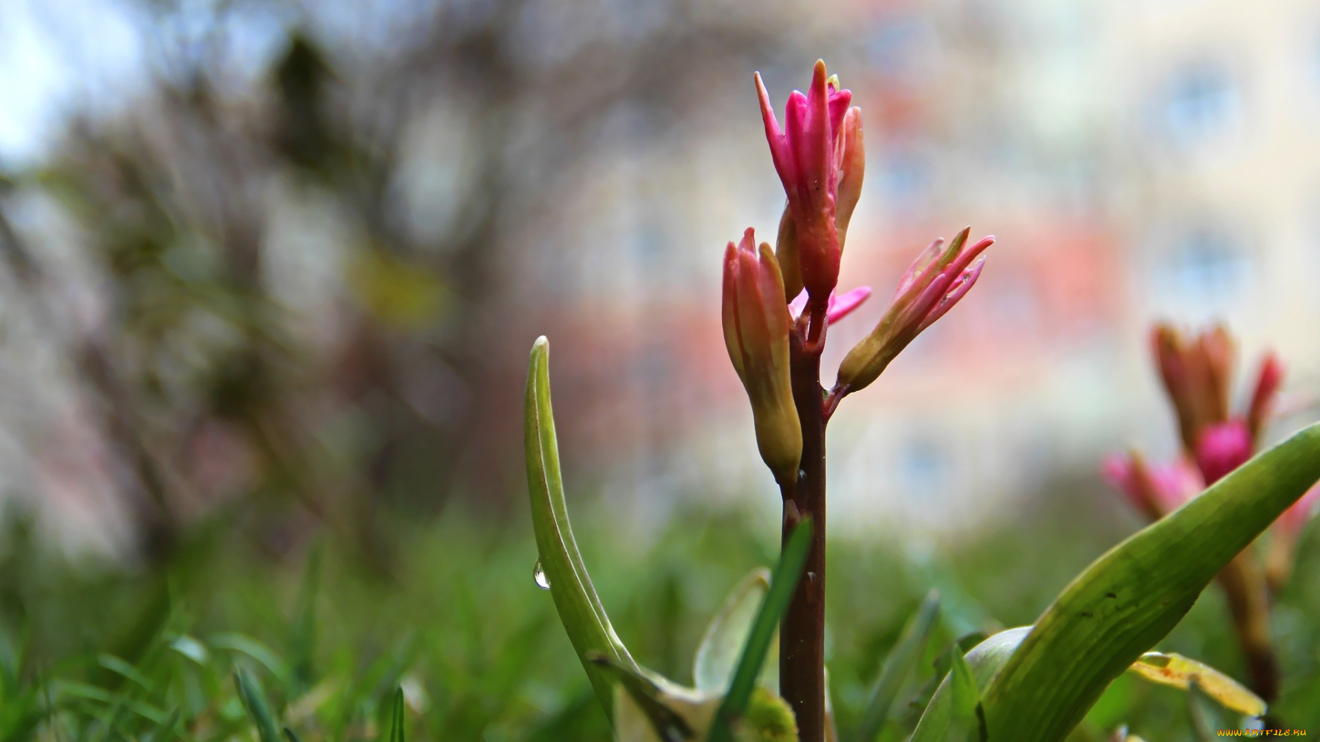 цветы, гиацинты, весна, бутоны, гиацинт
