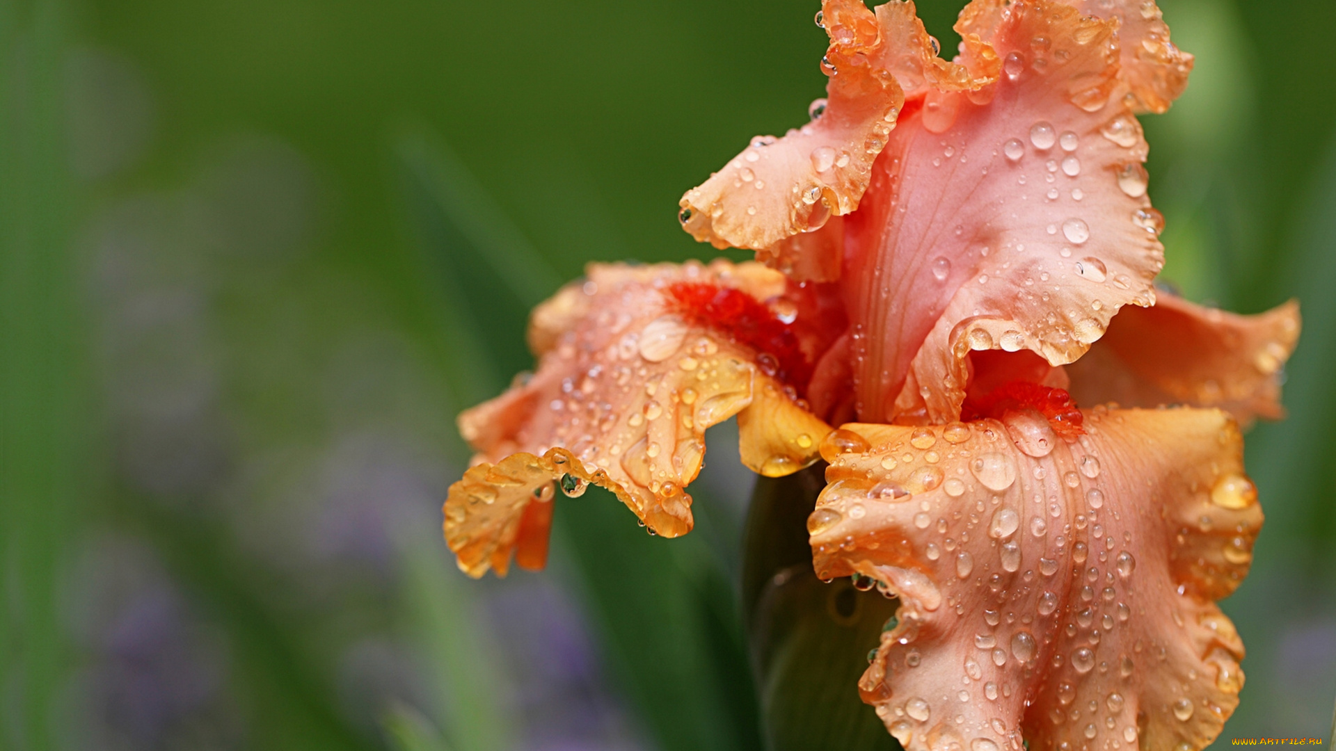 цветы, ирисы, бутон, роса, капли, макро