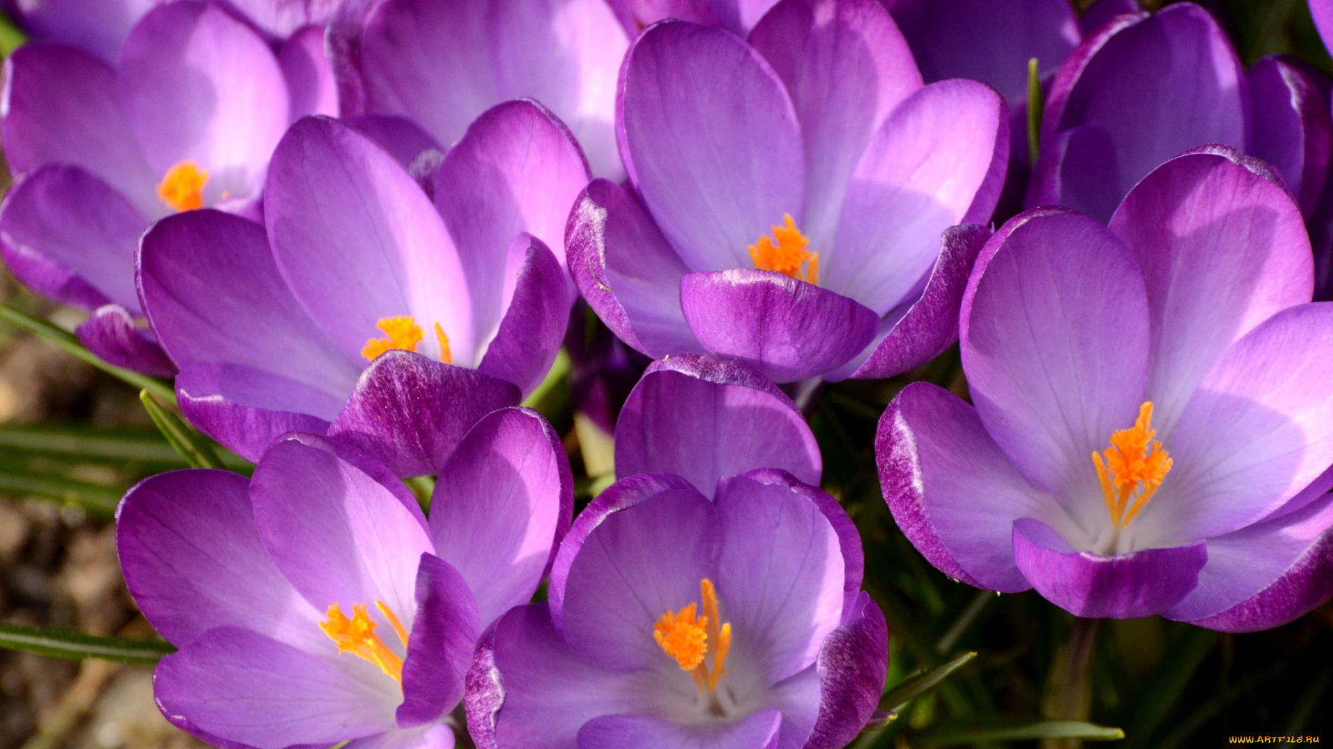 цветы, крокусы, весна, фиолетовый