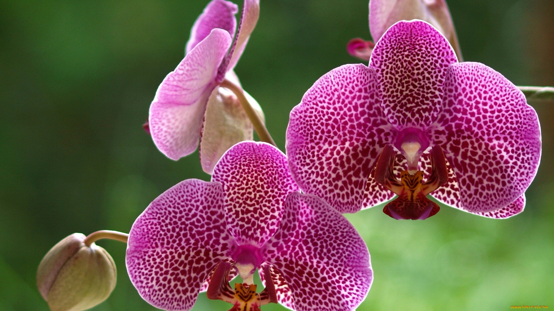 цветы, орхидеи, экзотика, макро