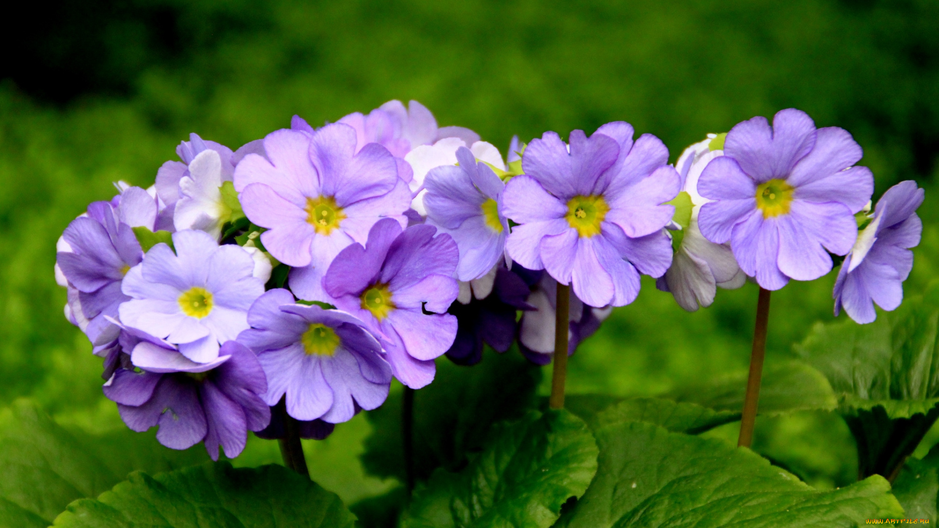 цветы, примулы, сиреневый