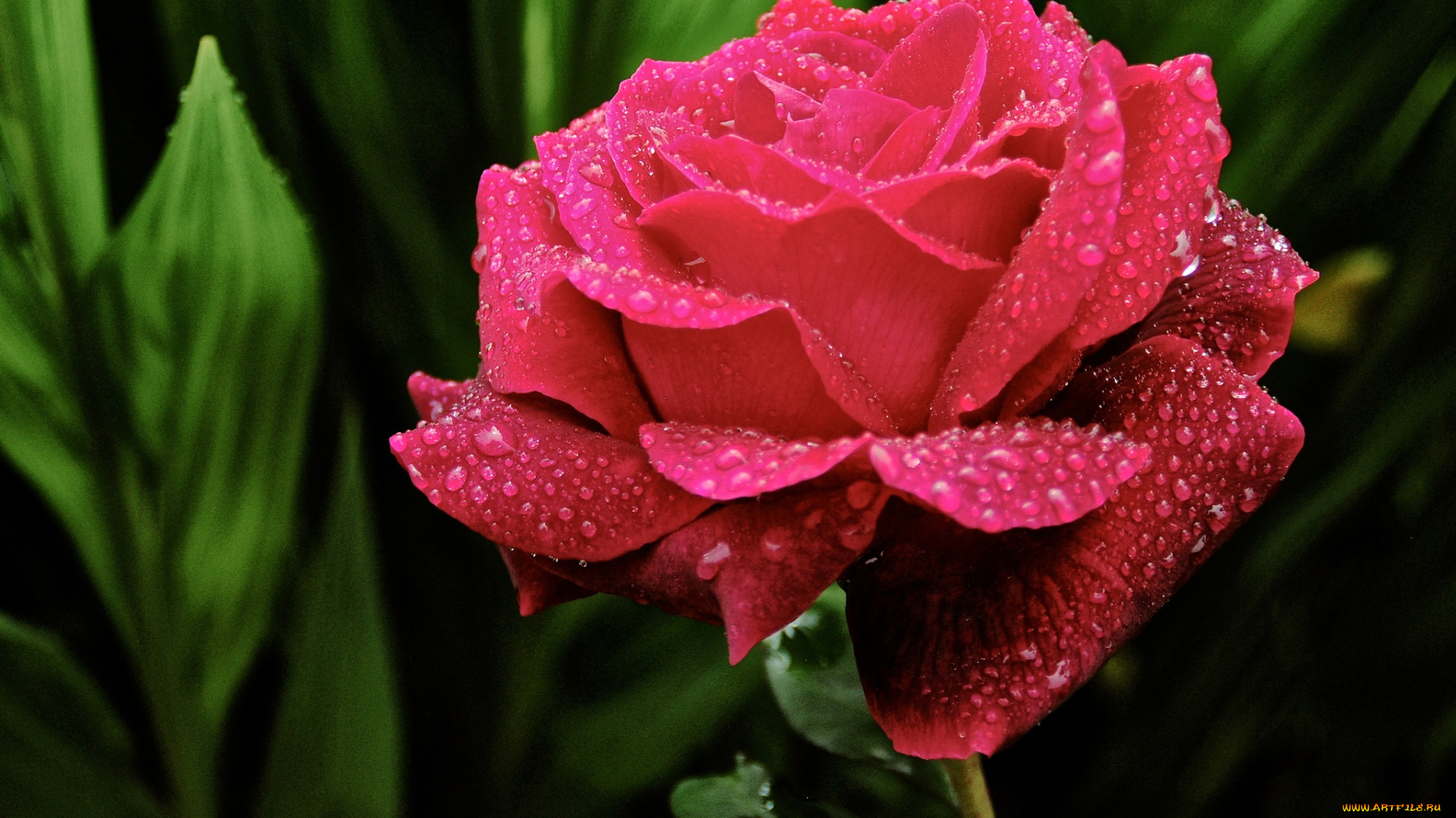 цветы, розы, малиновый, капли