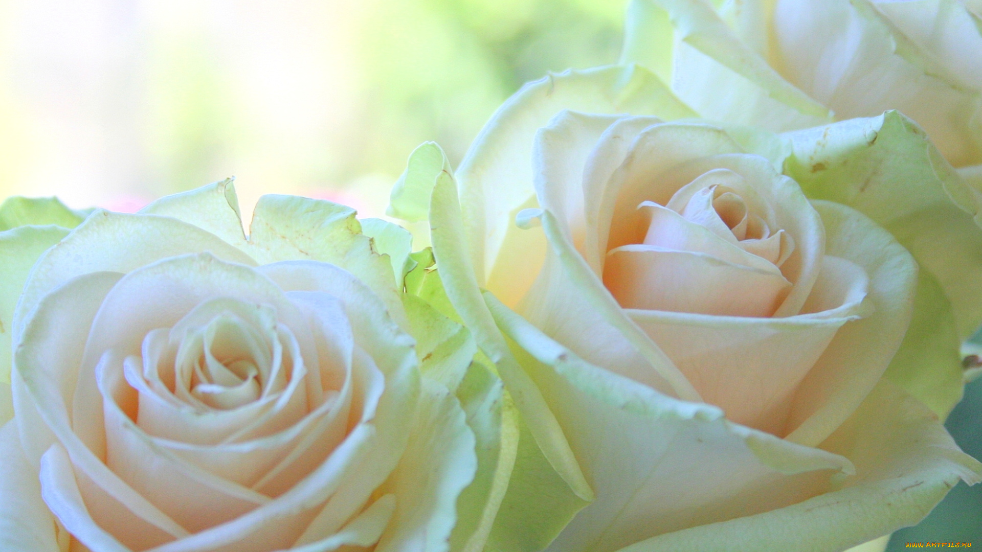 цветы, розы, нежность