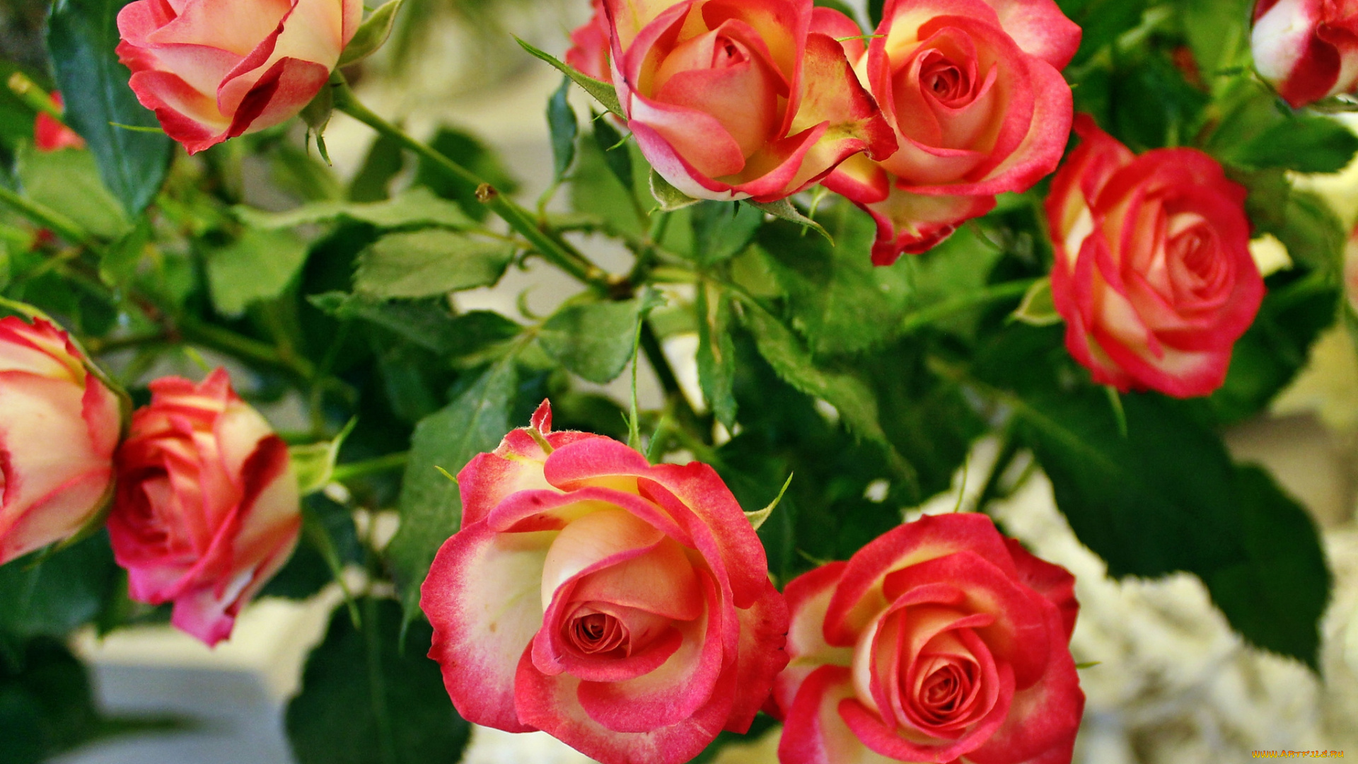 цветы, розы, розочки