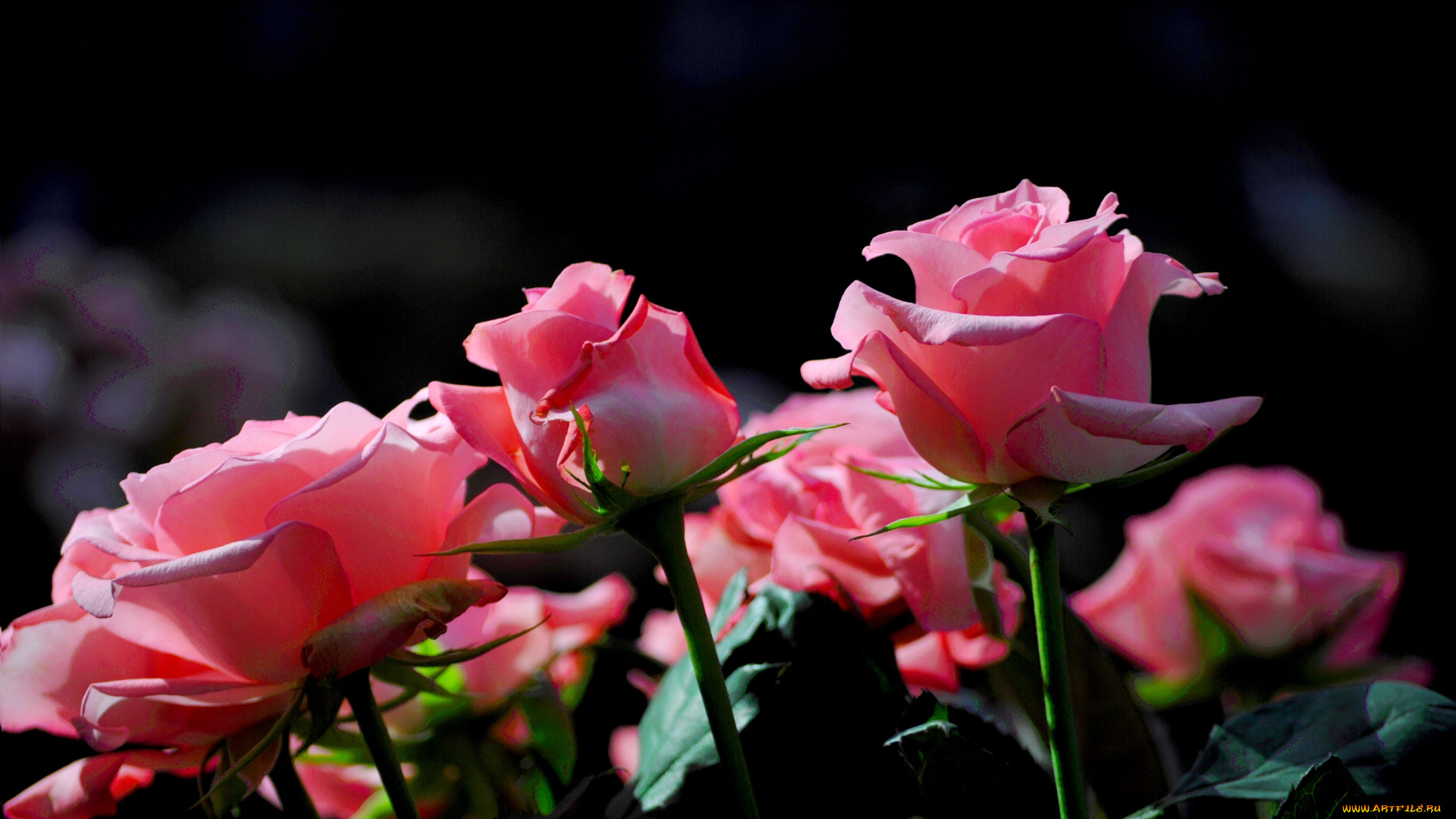 цветы, розы, розовый