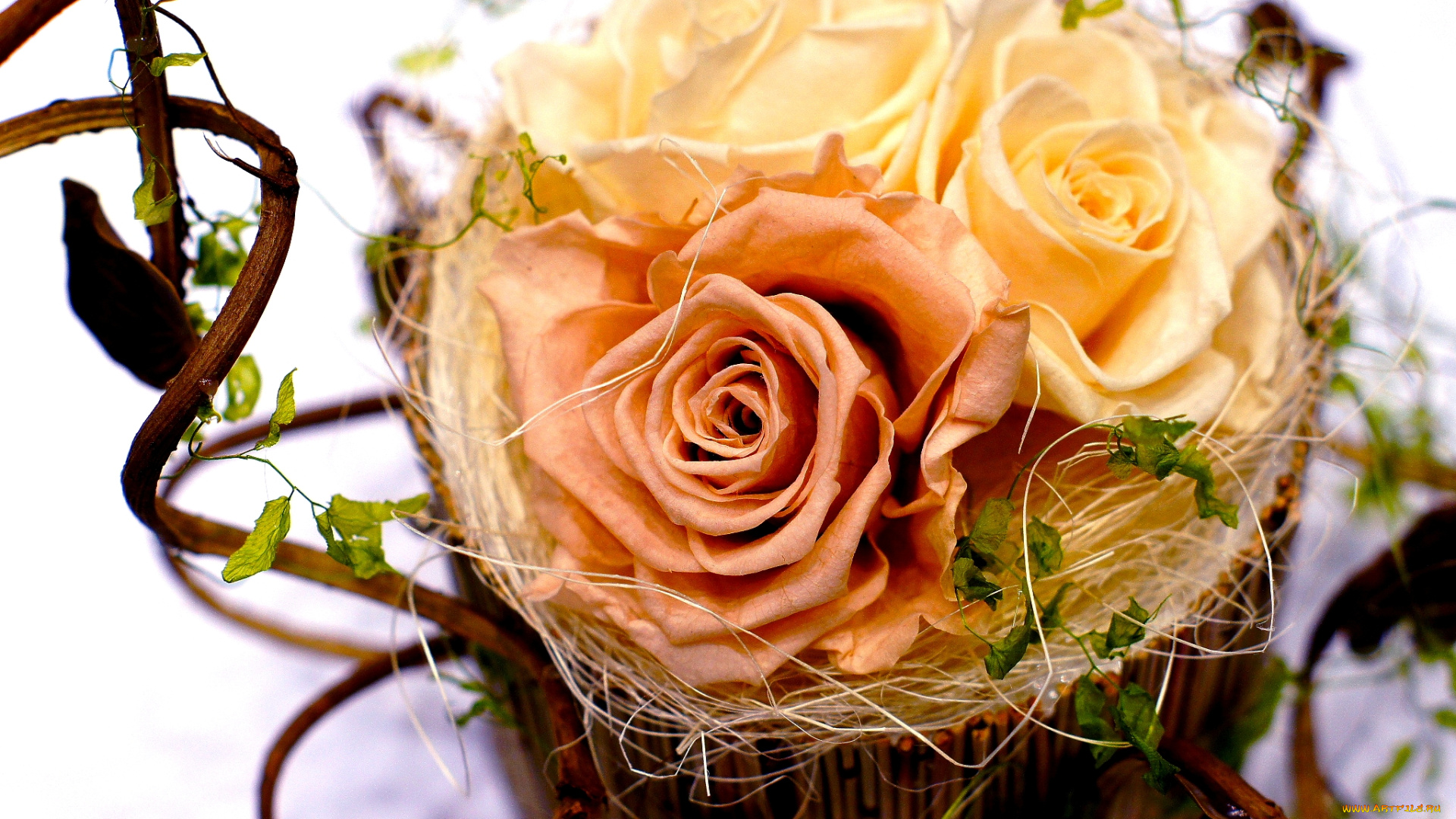 цветы, розы, трио