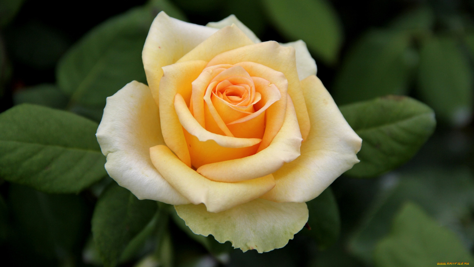 цветы, розы, желтый