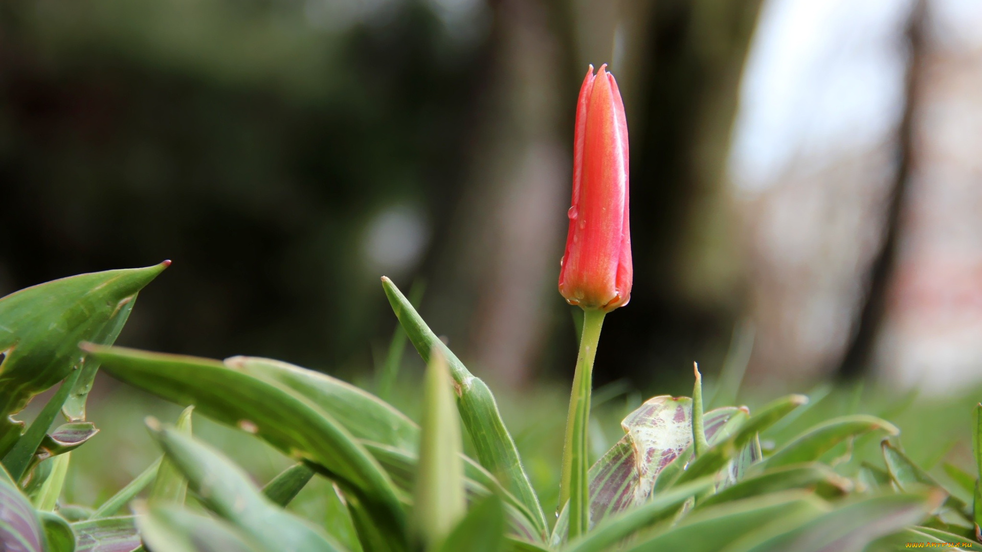 цветы, тюльпаны, бутон