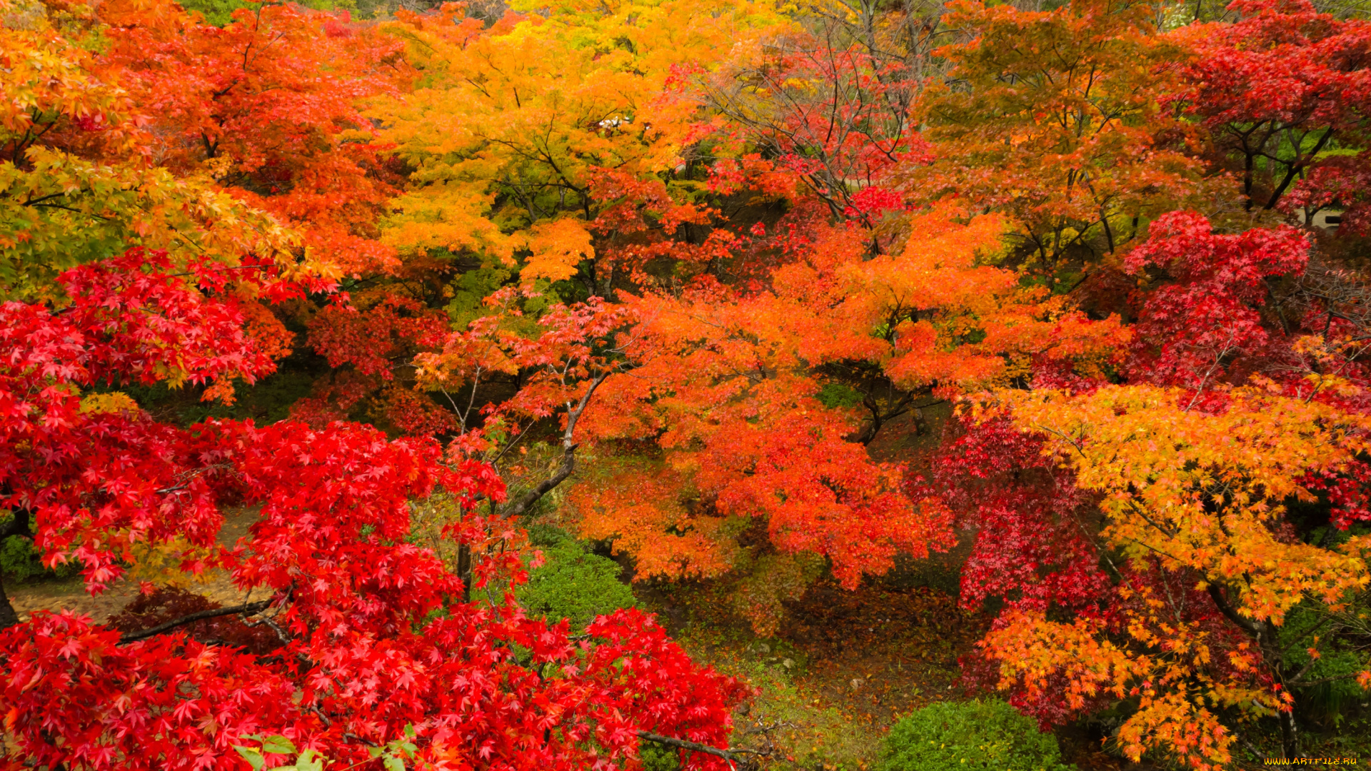 природа, лес, листва, китай