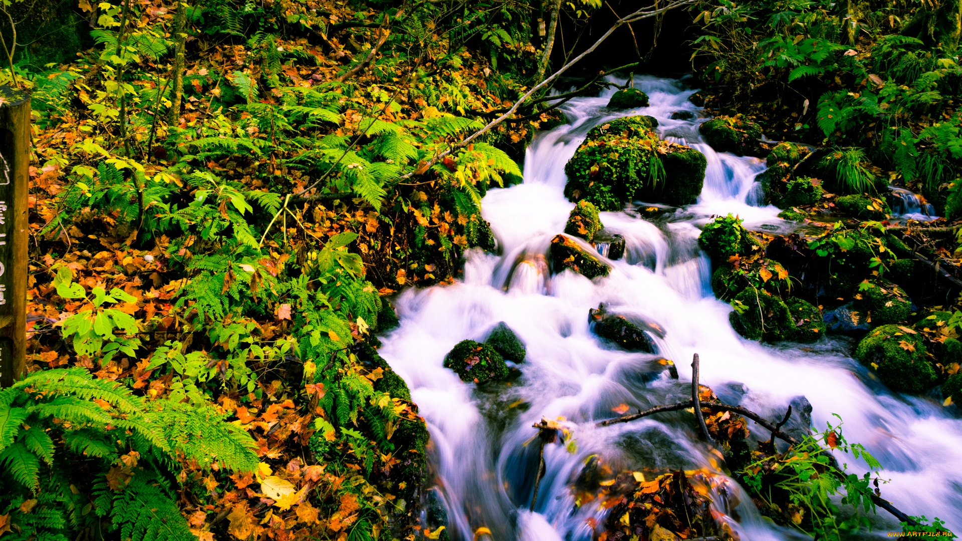 природа, реки, озера, китай, река, листья, папоротник