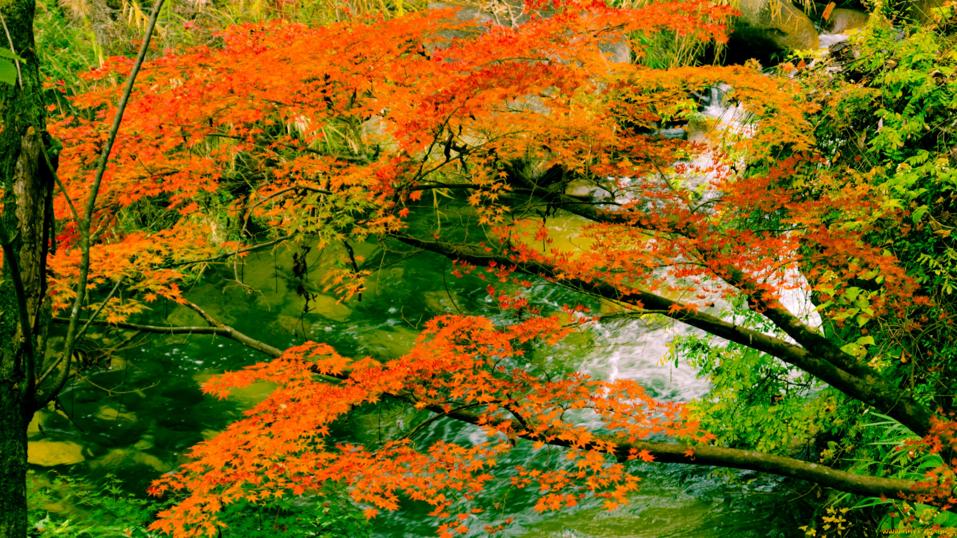 природа, реки, озера, листва