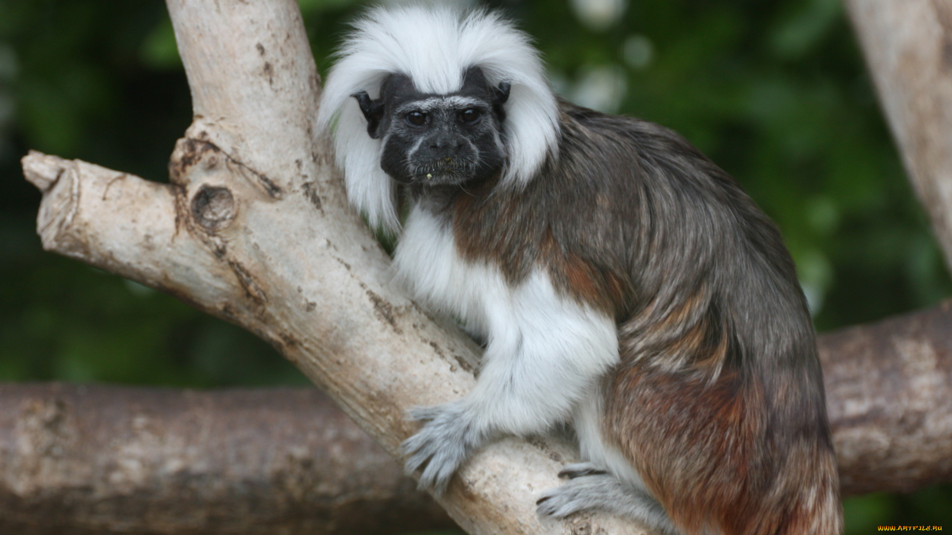 tamarin, животные, обезьяны