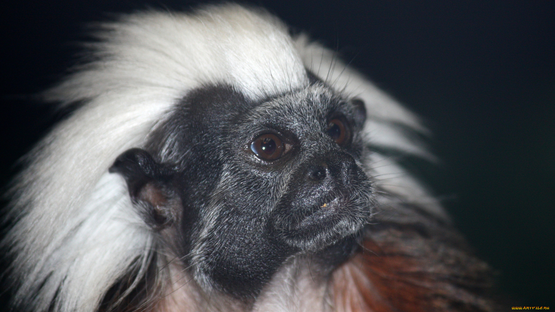 tamarin, животные, обезьяны