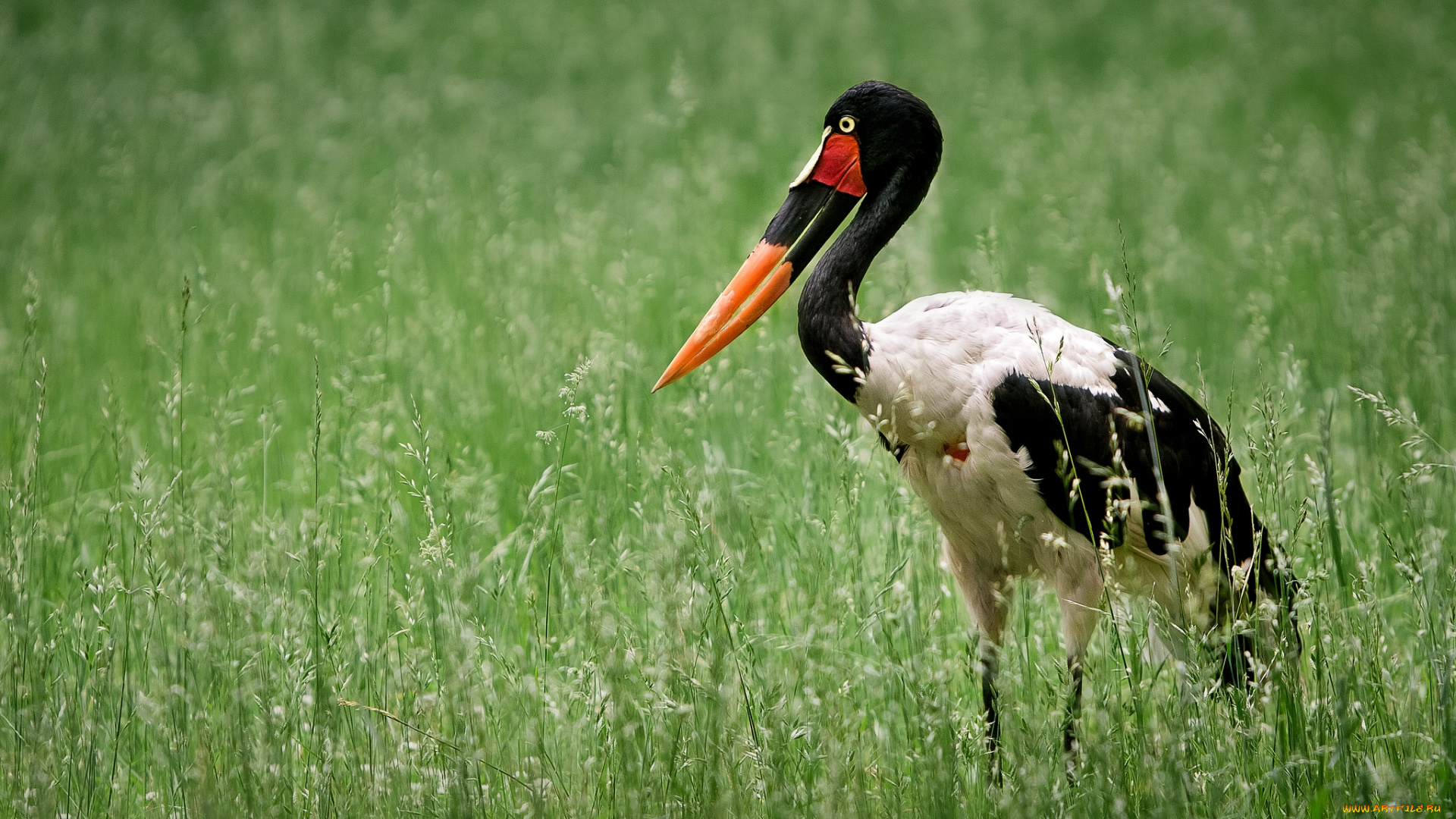 животные, аисты, трава, клюв
