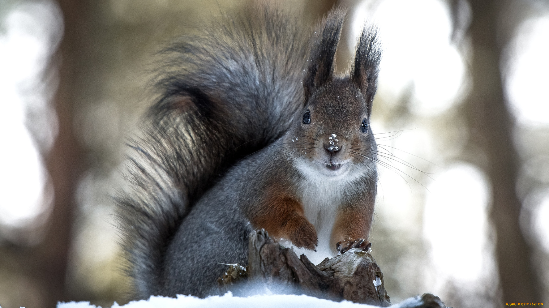животные, белки, снег, хвост