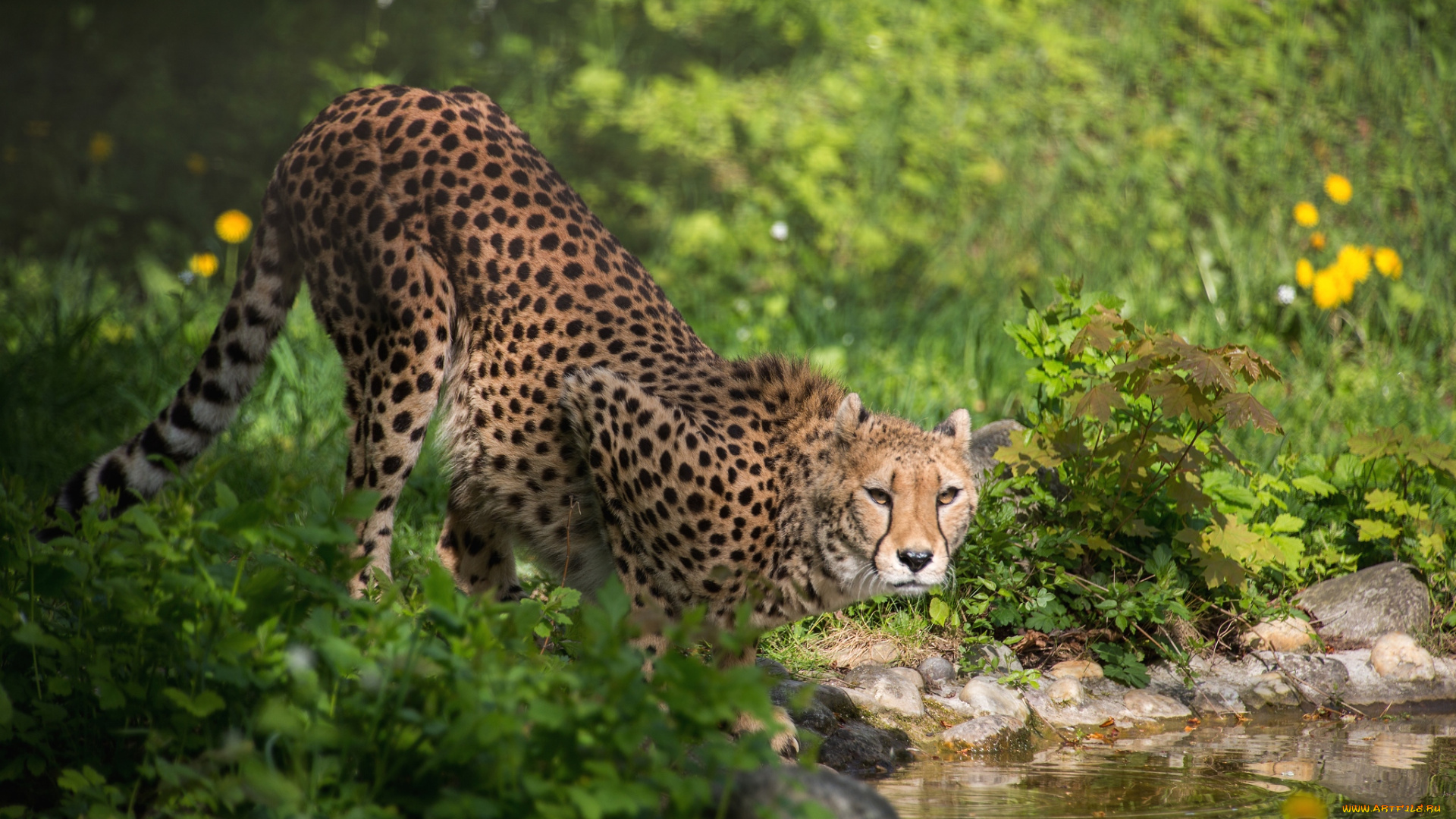 животные, гепарды, кошка, водопой
