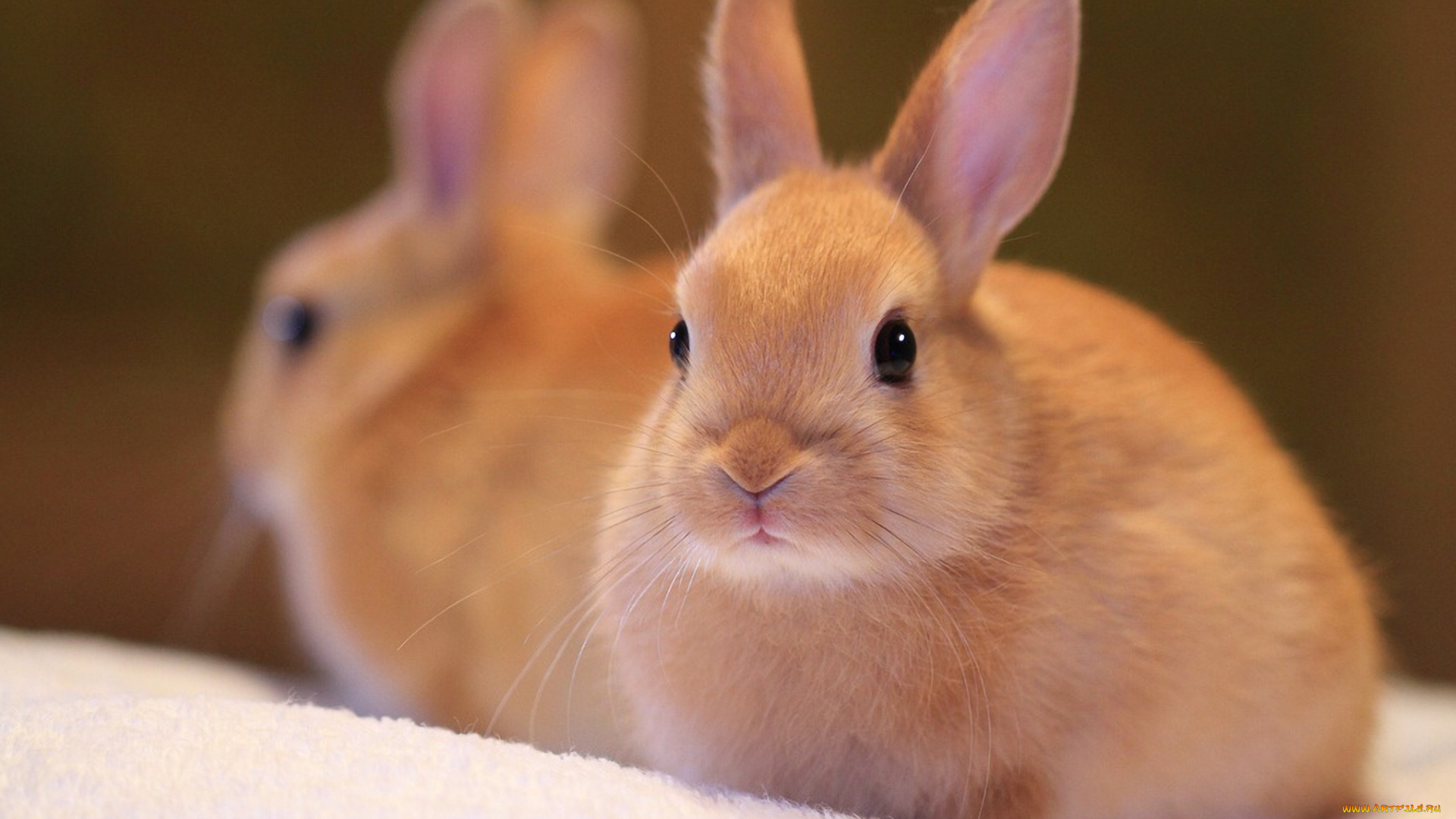 животные, кролики, зайцы, кролик