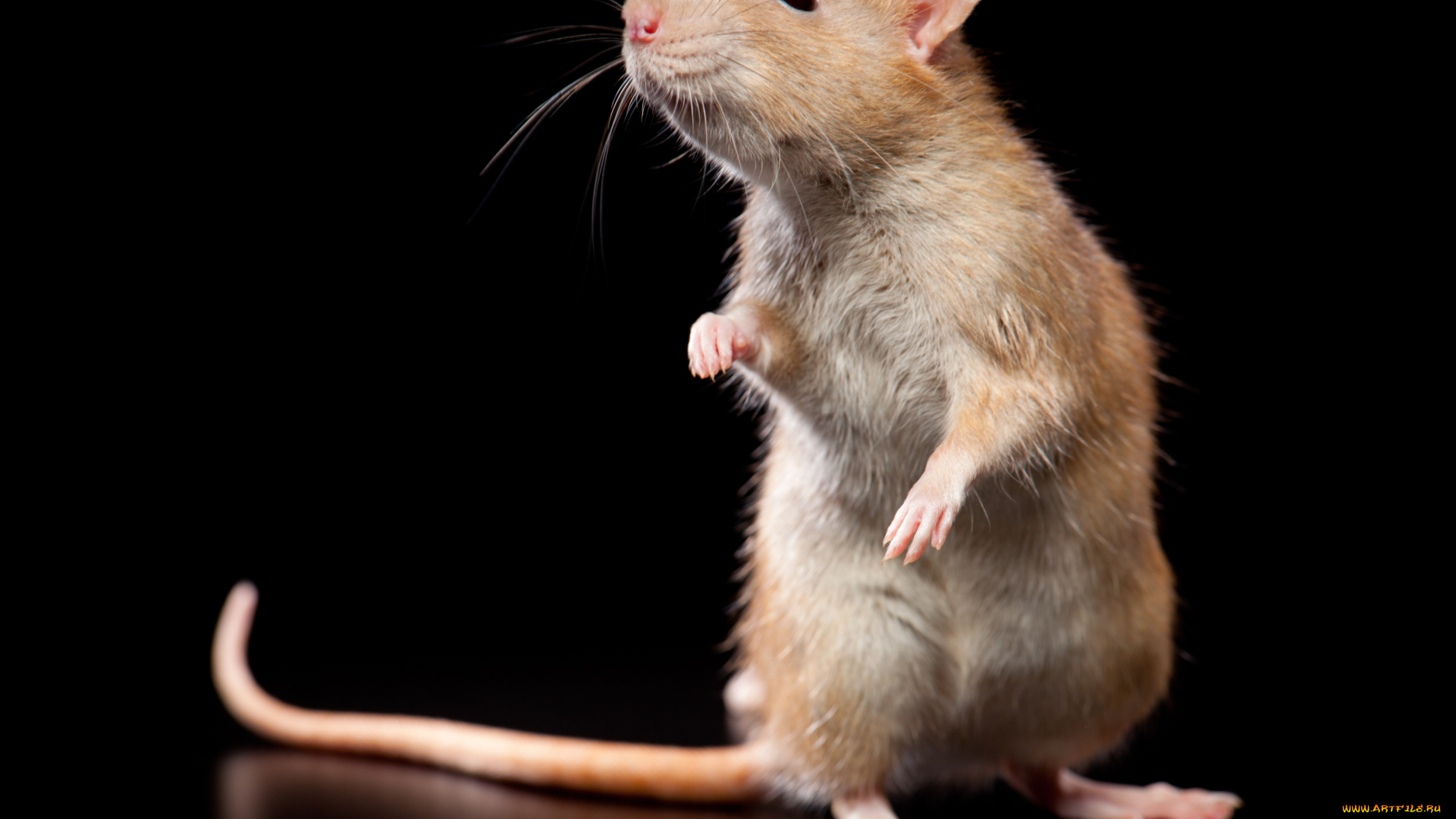 животные, крысы, мыши, крыса