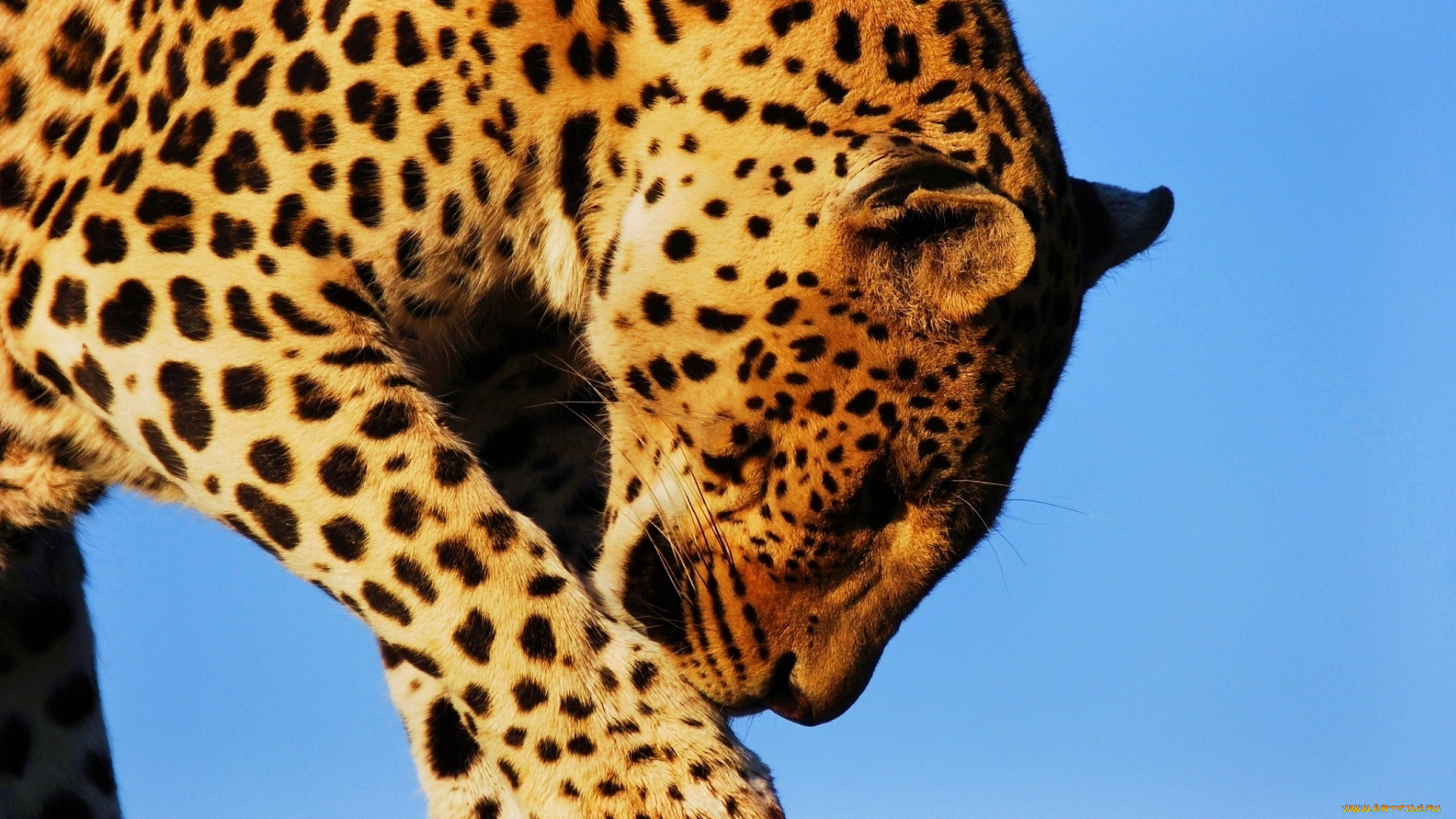 животные, леопарды, кошка, умывается