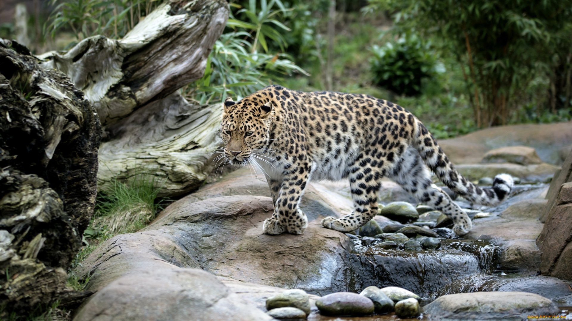 животные, леопарды, вода, кошка, амурский, леопард