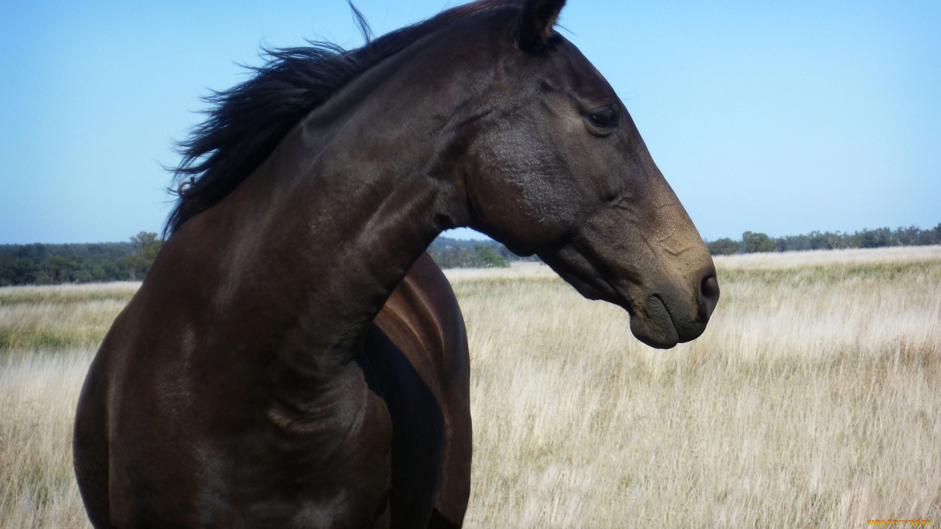 животные, лошади, конь, бурый