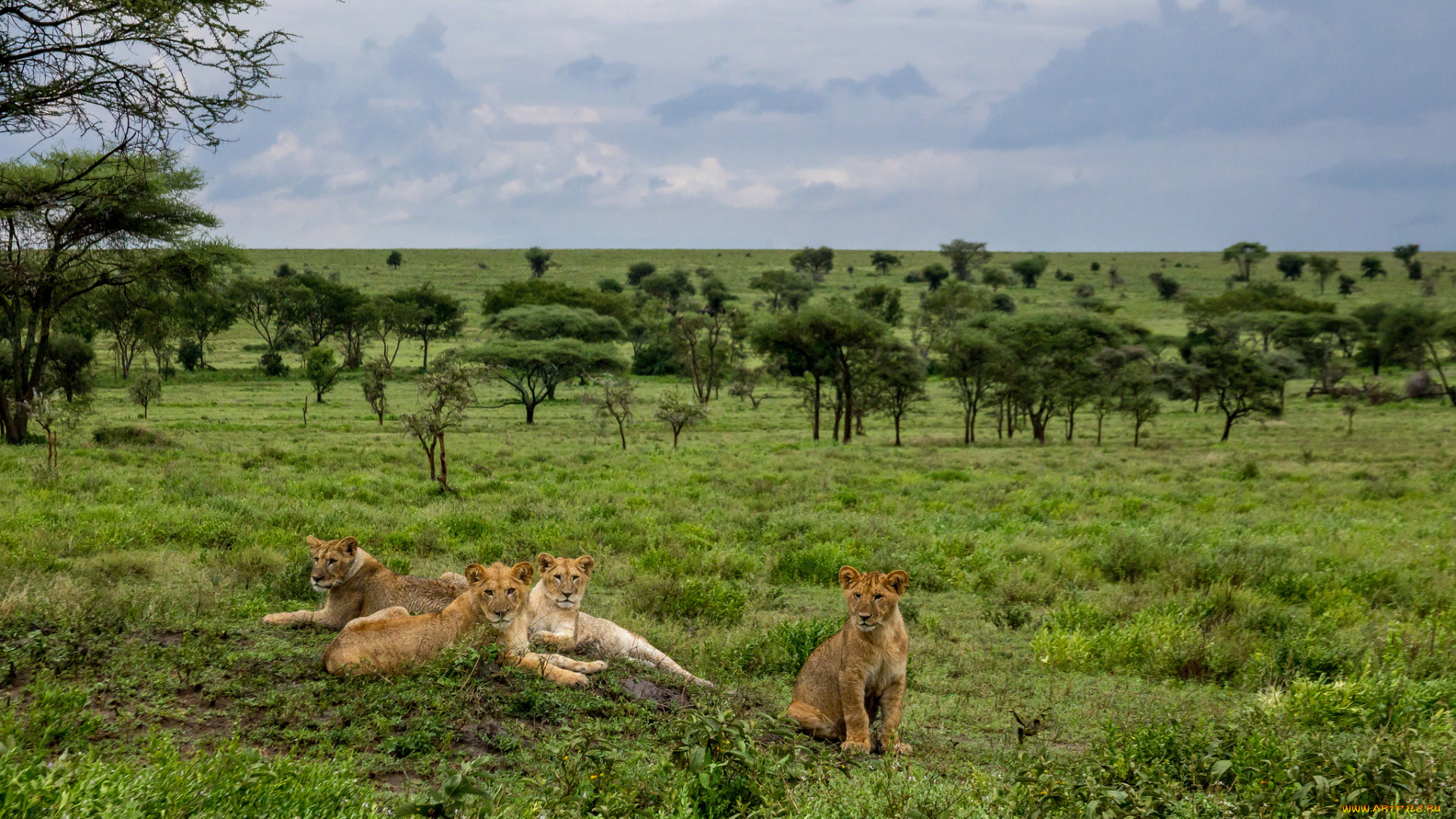 животные, львы, львицы