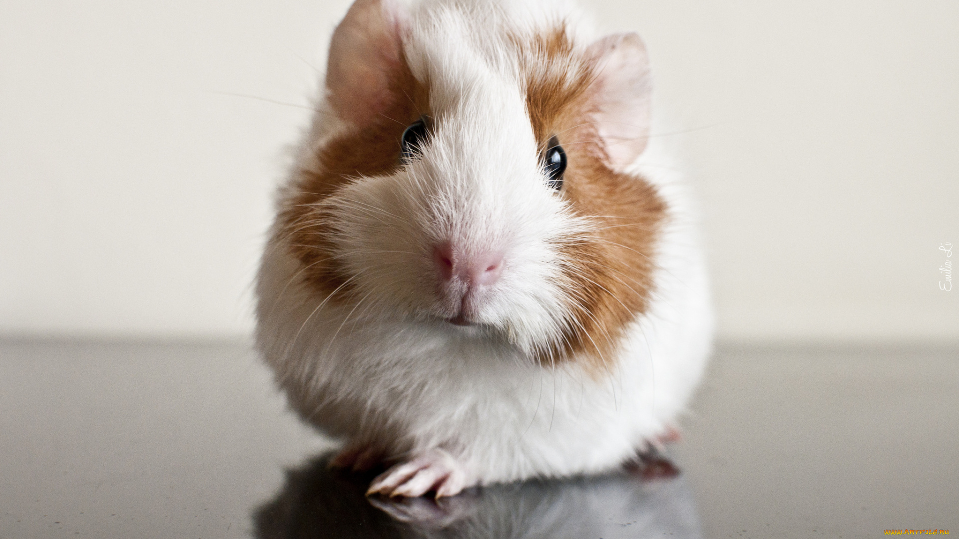 животные, морские, свинки, хомяки, морская, свинка