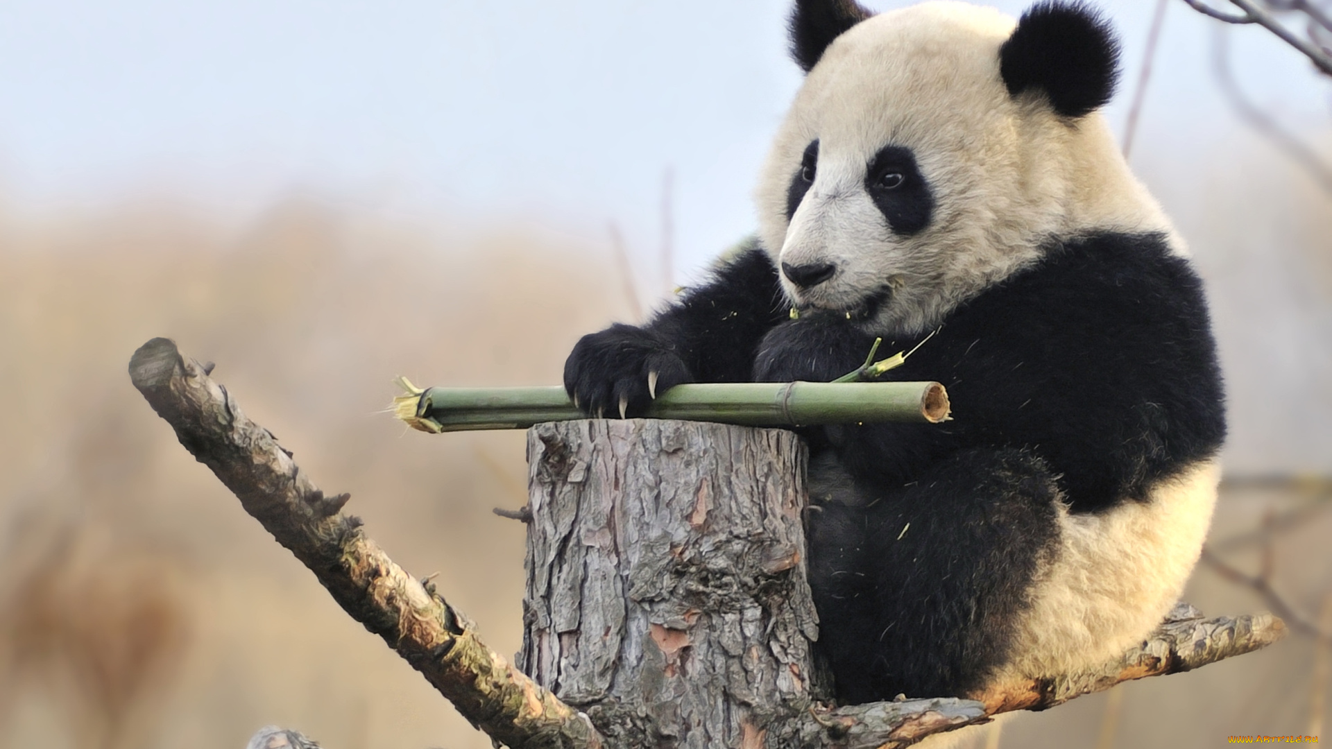 животные, панды, мишка