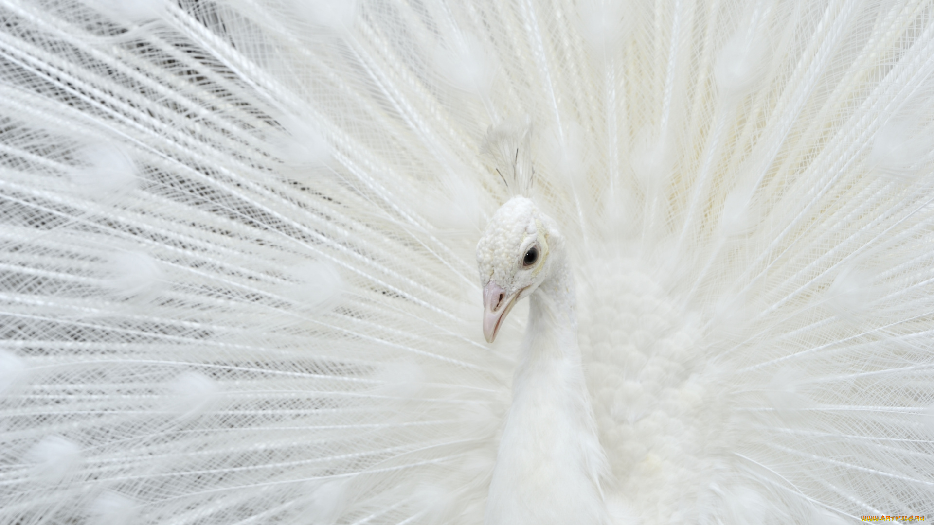 животные, павлины, перья, белый