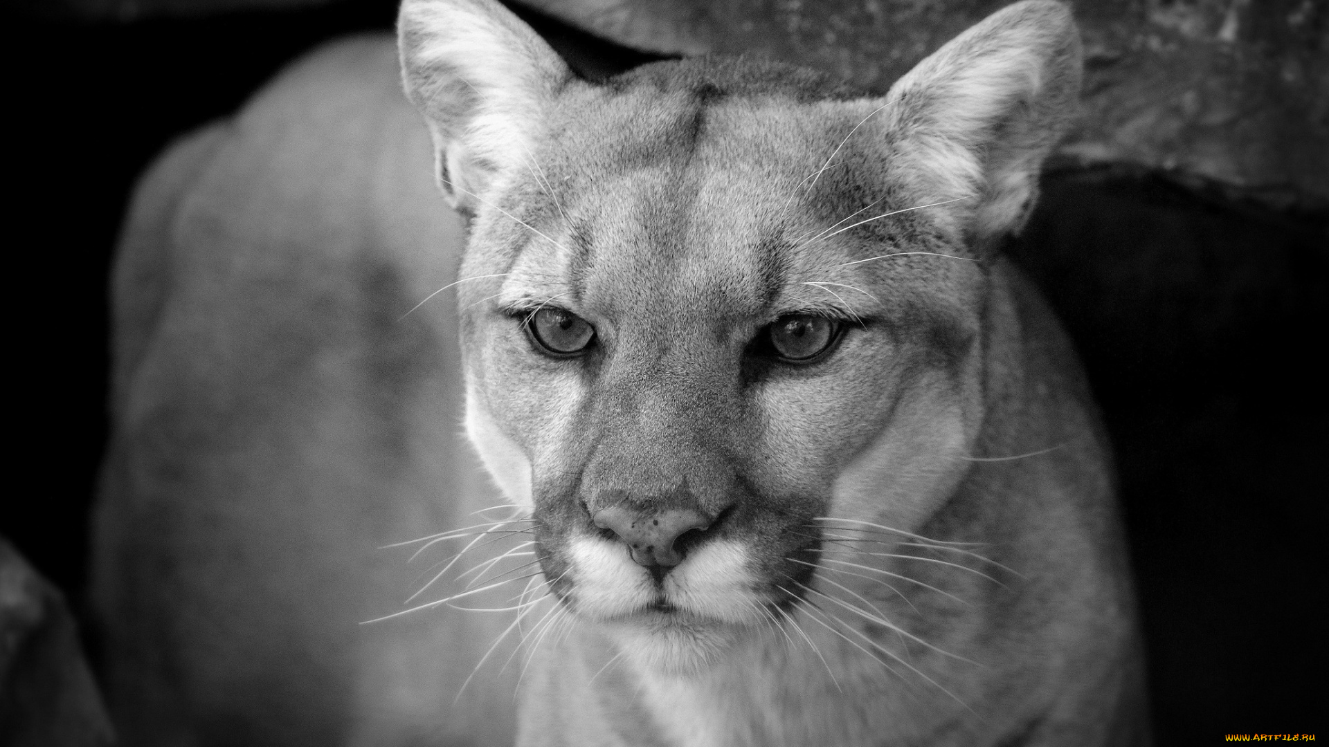 животные, пумы, кугуар, черно-белое