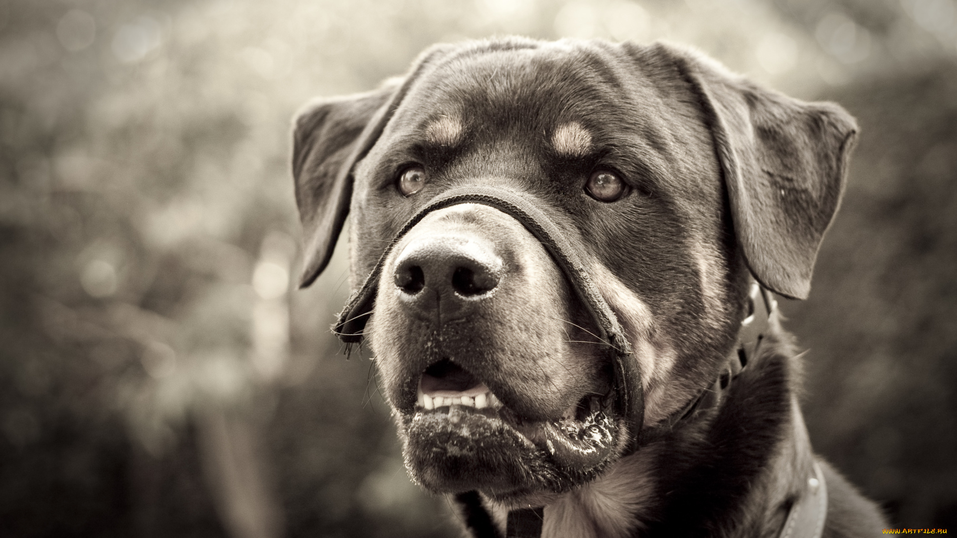 животные, собаки, ротвейлер