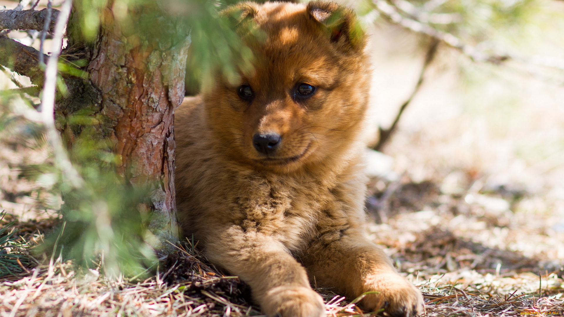животные, собаки, щенок