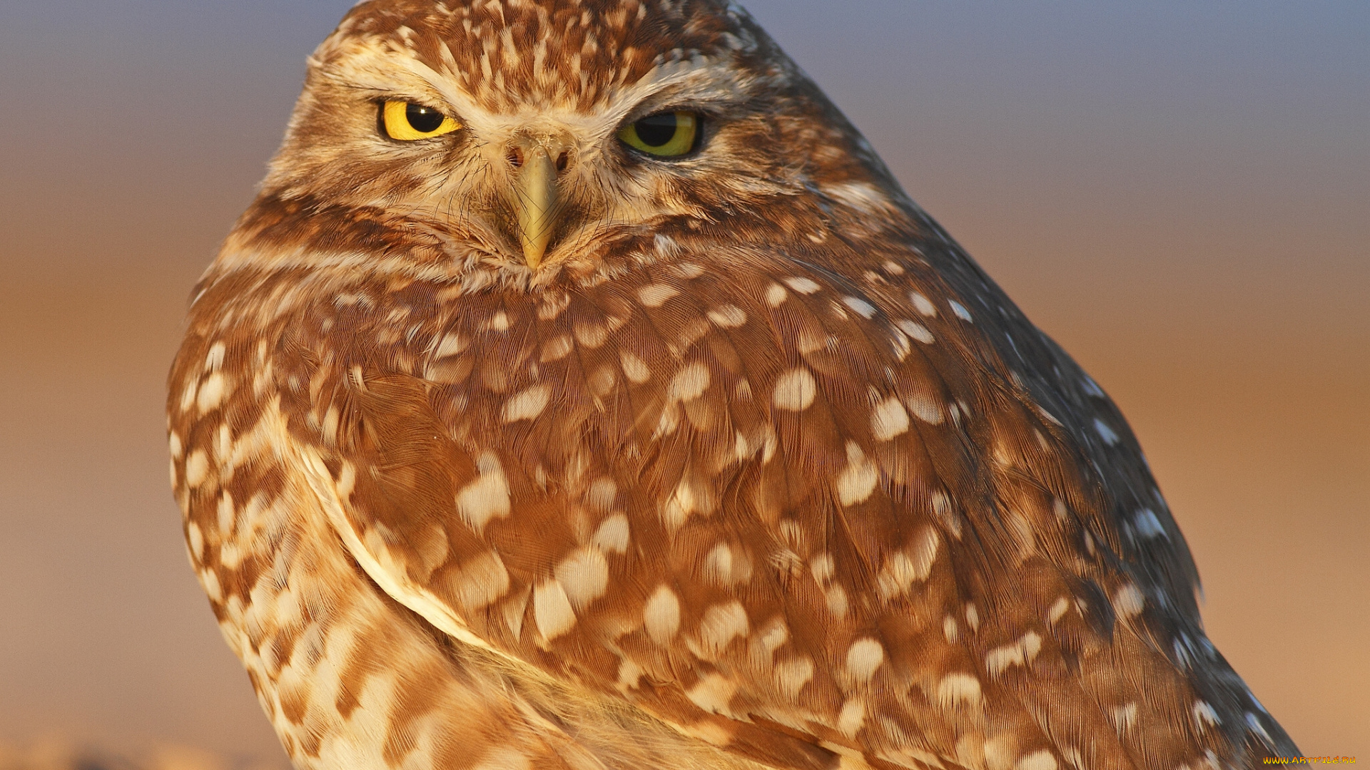 животные, совы, воробьиный, сыч