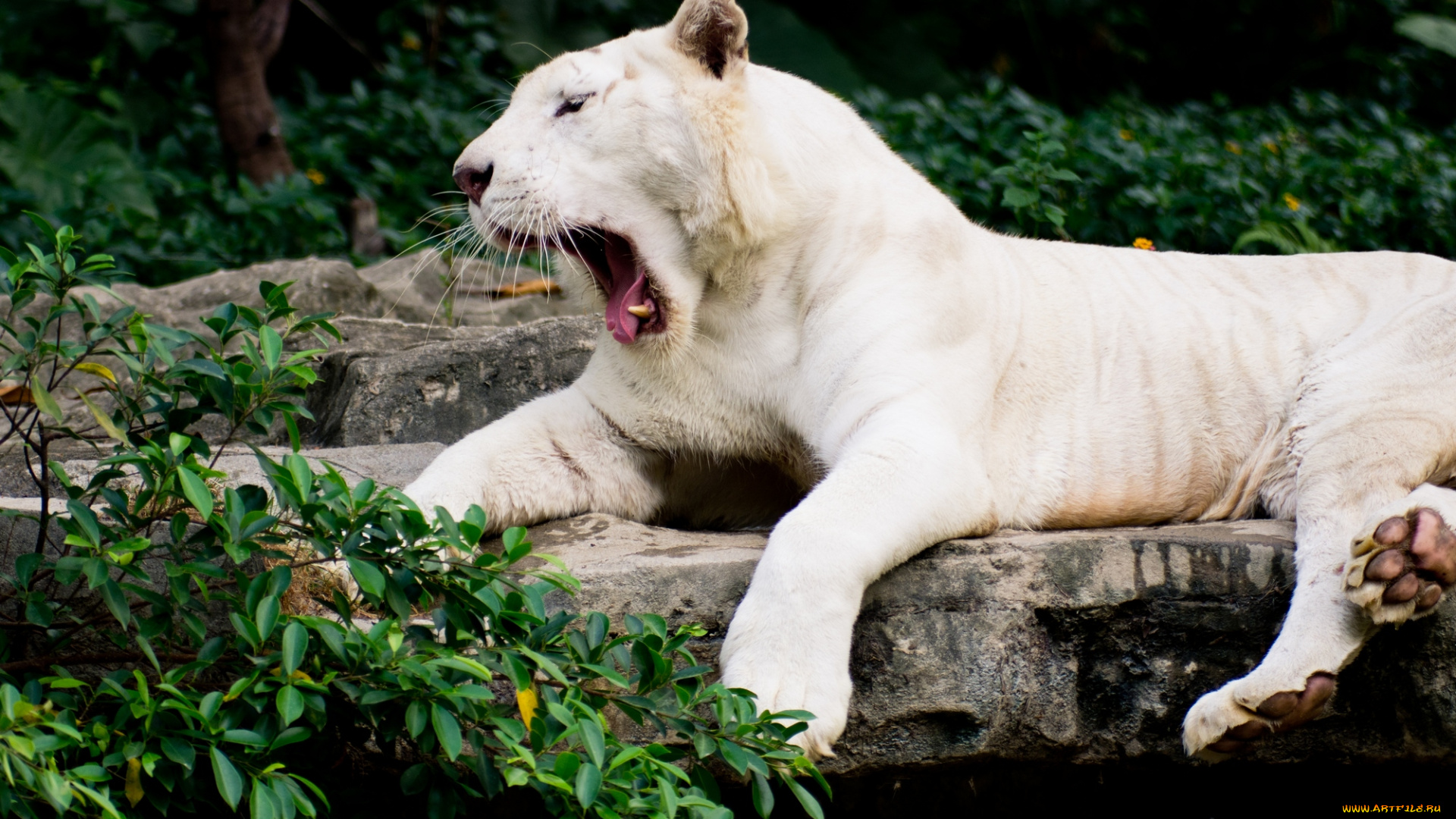 животные, тигры, хищник