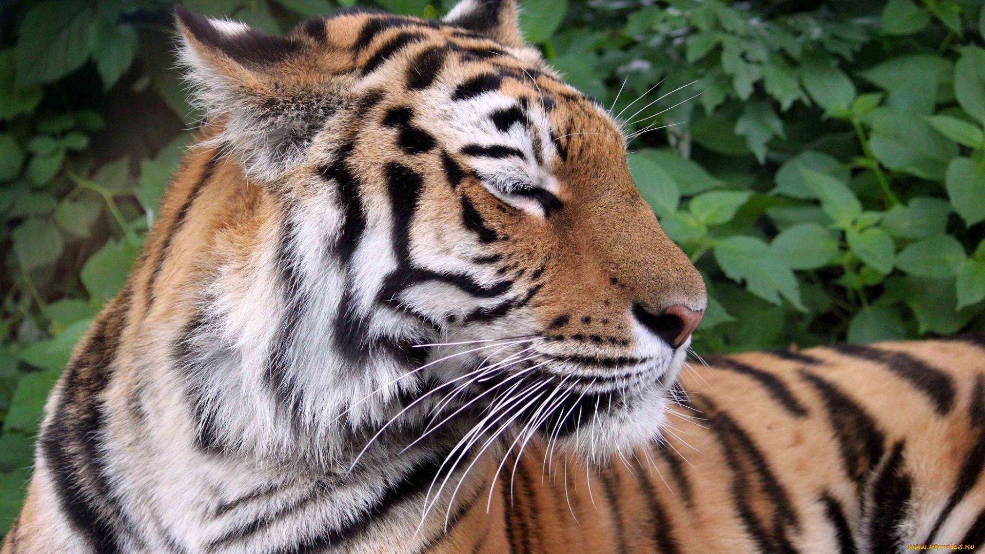 животные, тигры, кошка, хищник