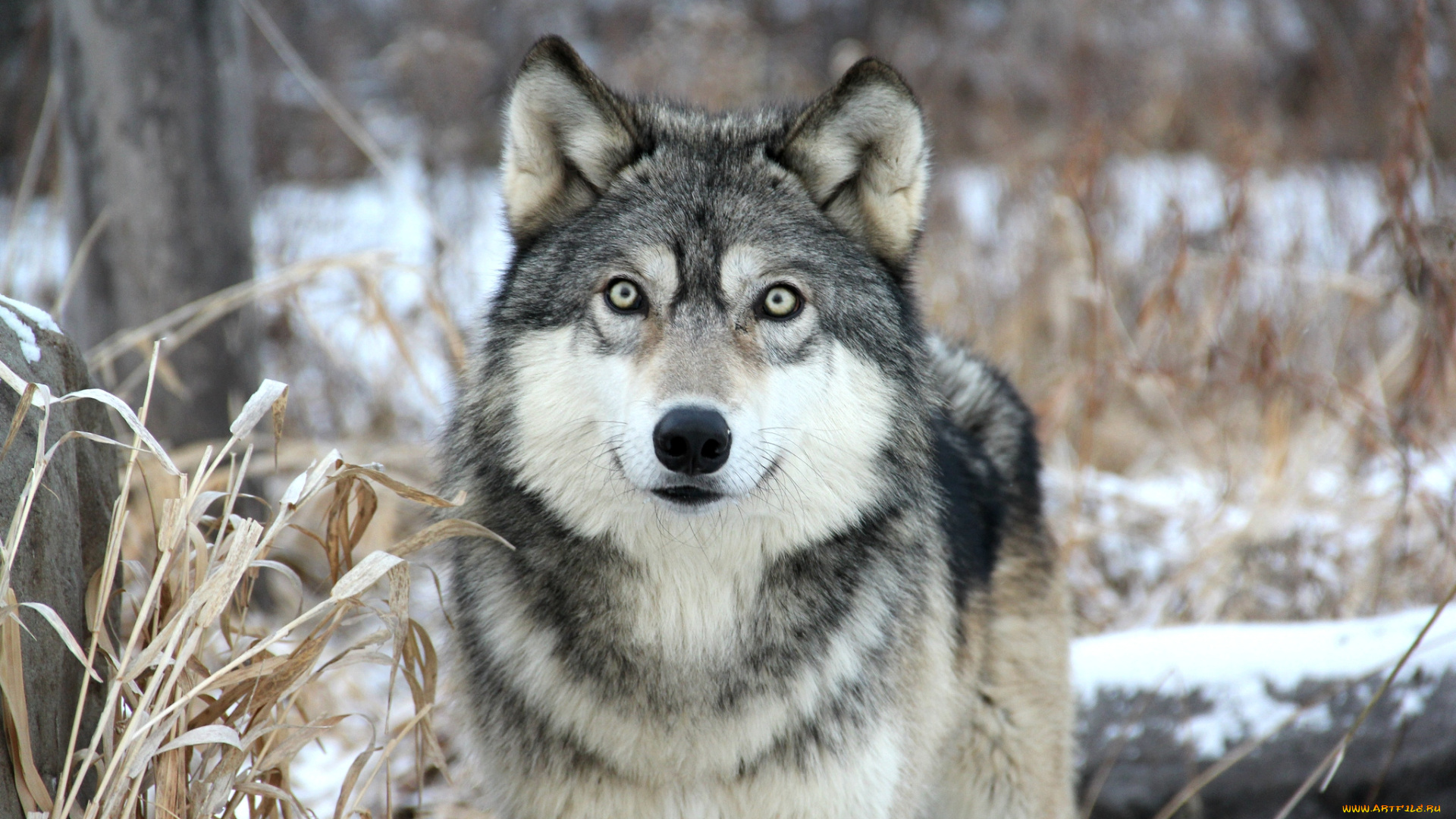 животные, волки, взгляд