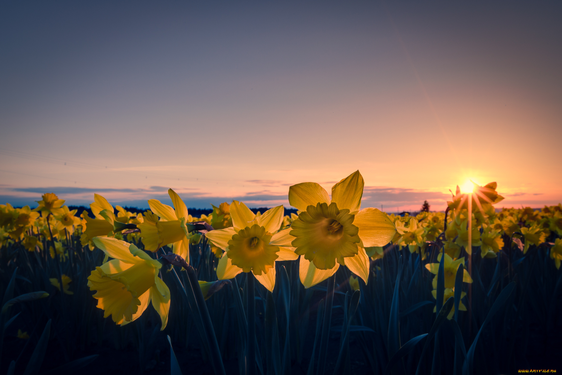 цветы, нарциссы, поле, закат