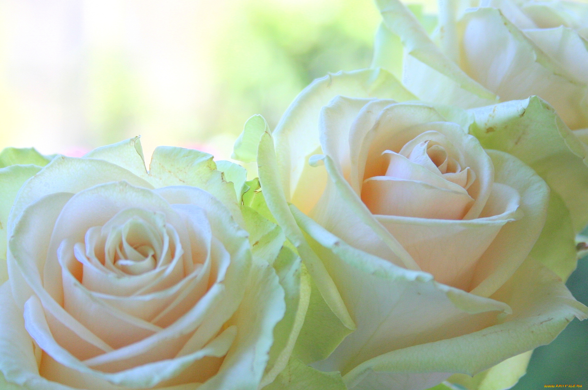 цветы, розы, нежность